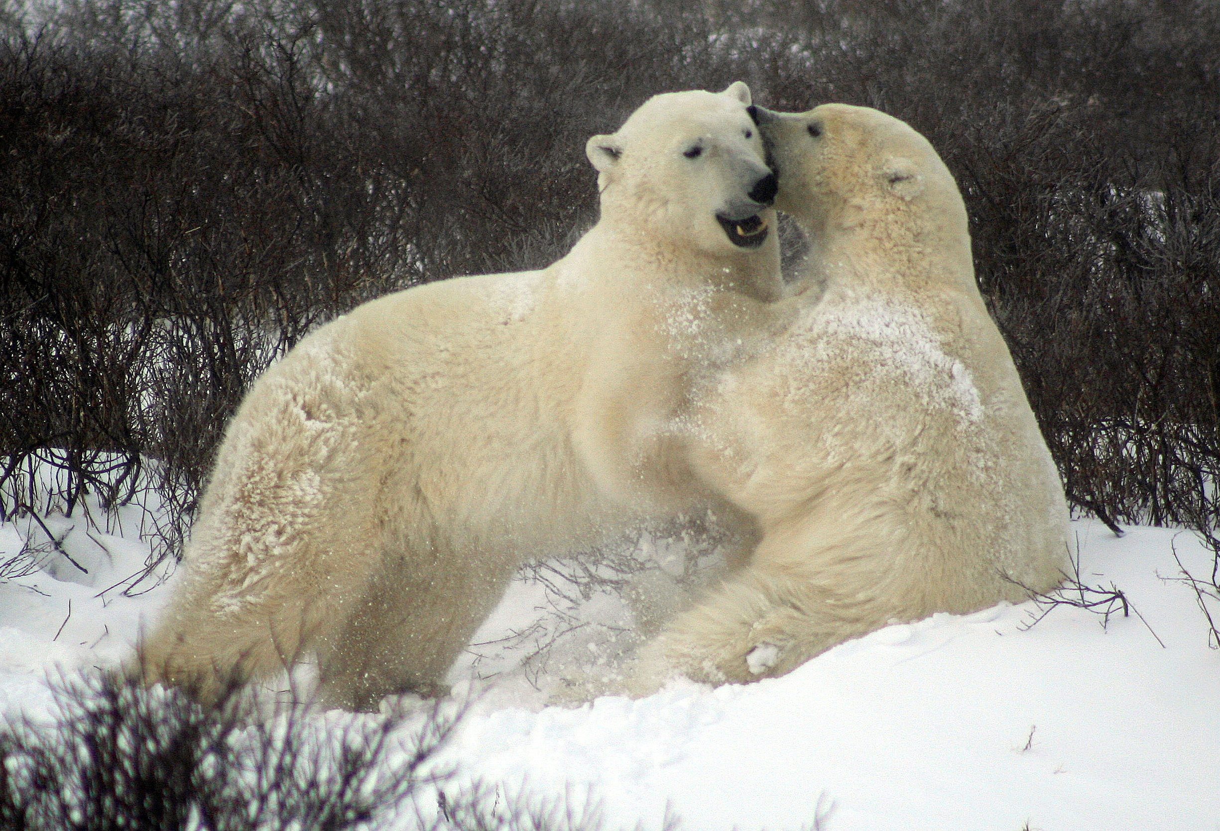 Vechtende ijsberen in Churchill Canada