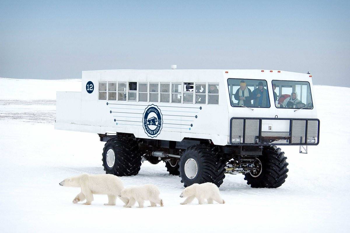 Excursie per tundra buggy ijsberen in Churchill Canada