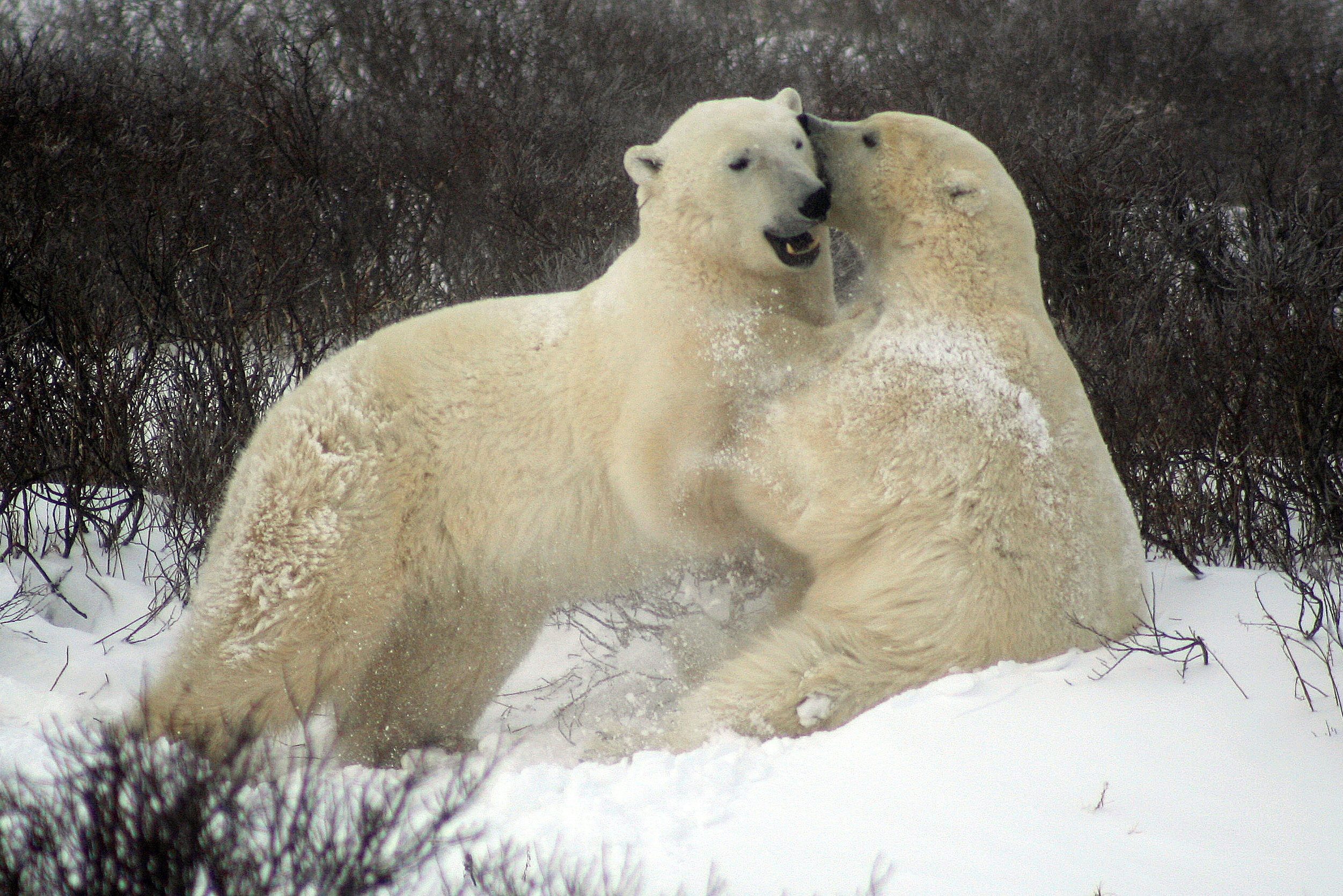 Vechtende ijsberen in Churchill Canada