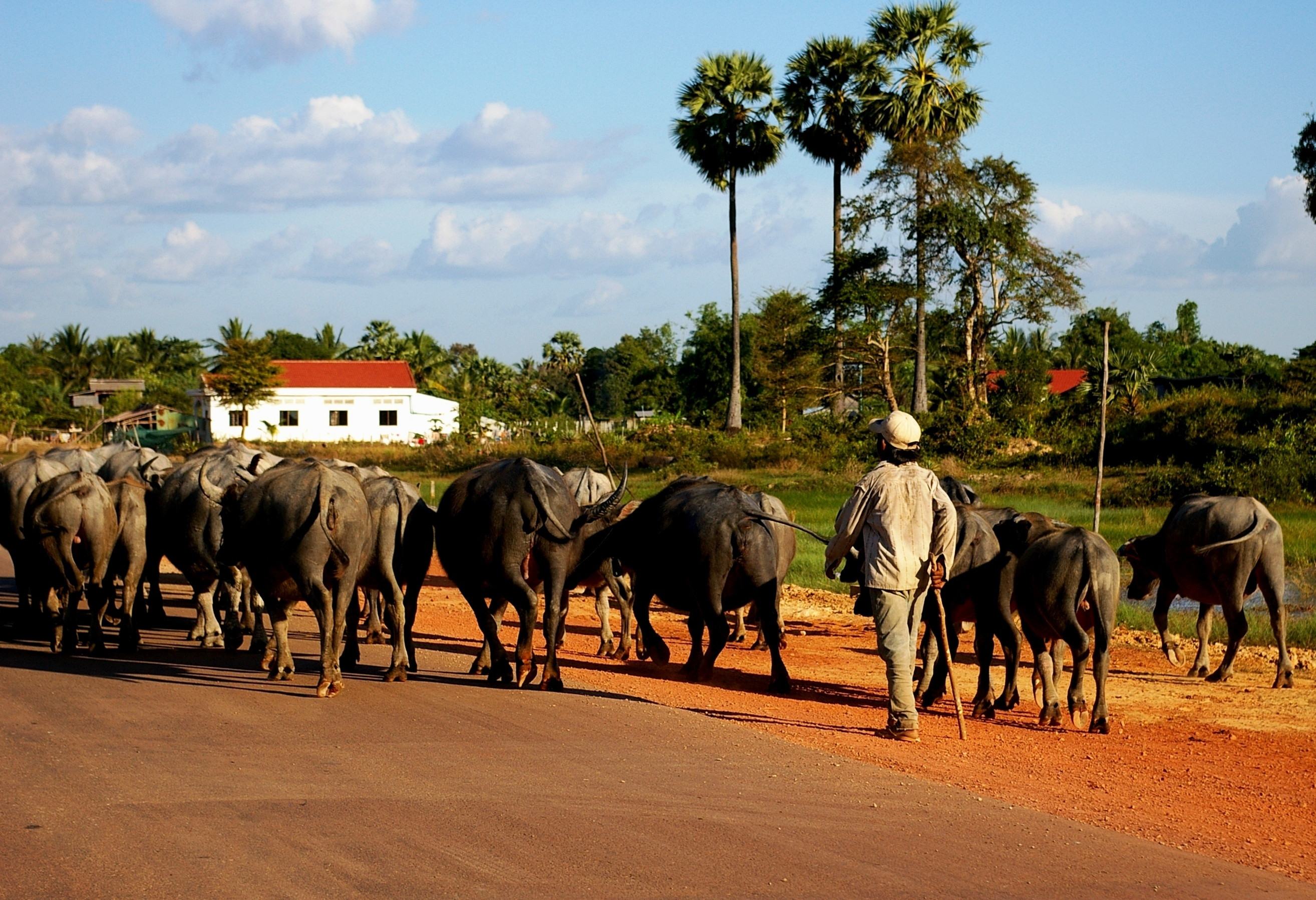 Boer met koeien op het platteland van Cambodja