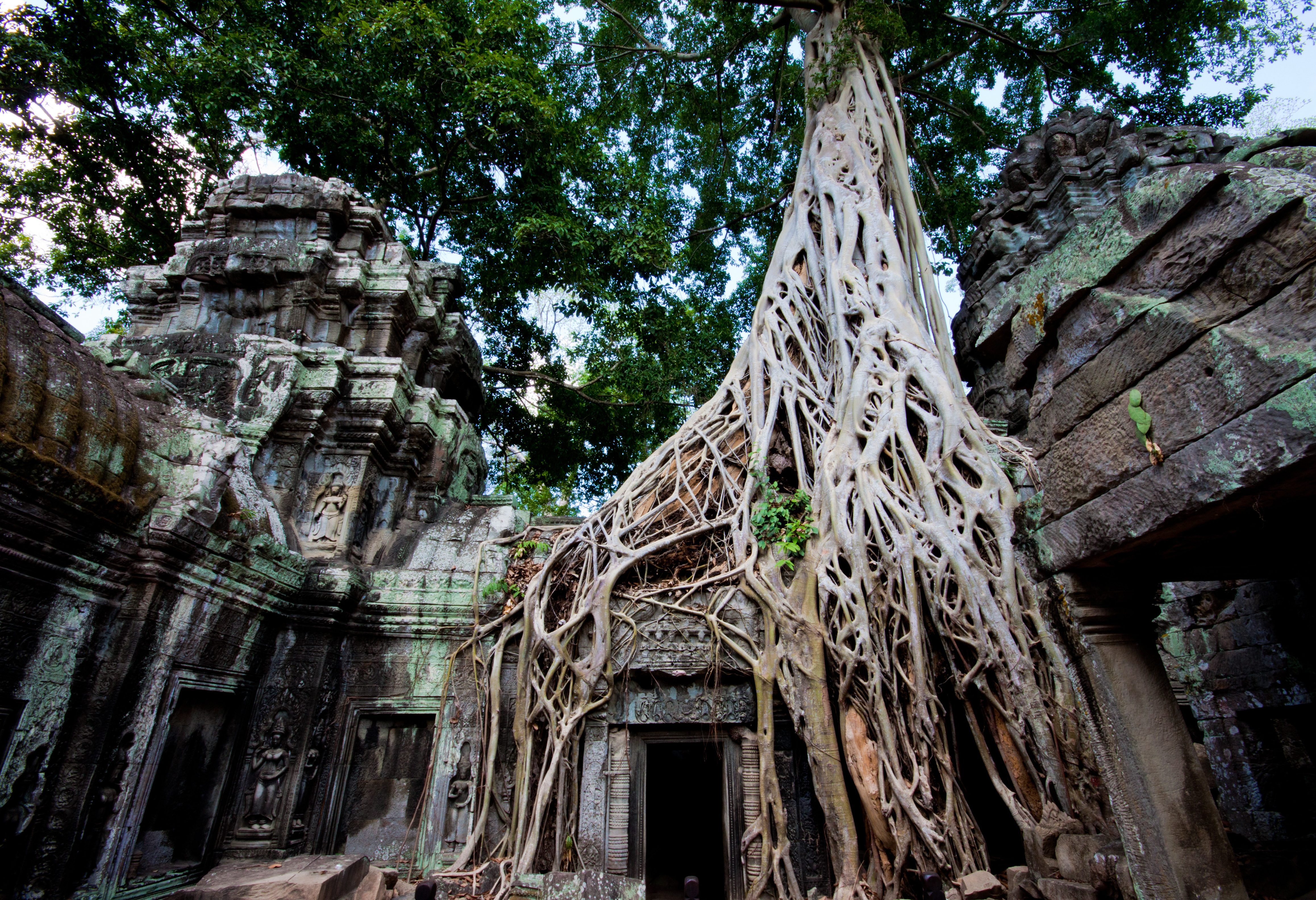 Ta Prohm tempel in het Angkor tempelcomplex in Cambodja