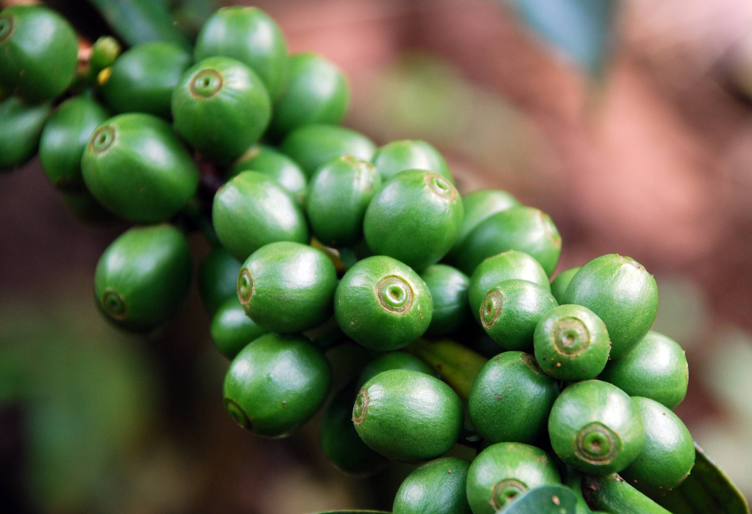 Koffiebonen aan een tak op het Bolaven Plateau in Laos