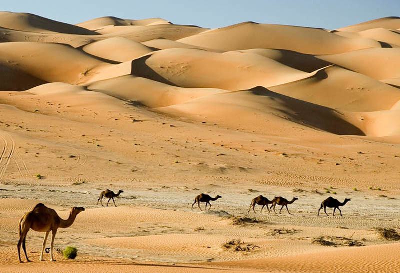 Kamelen in de woestijn Dubai Emiraten