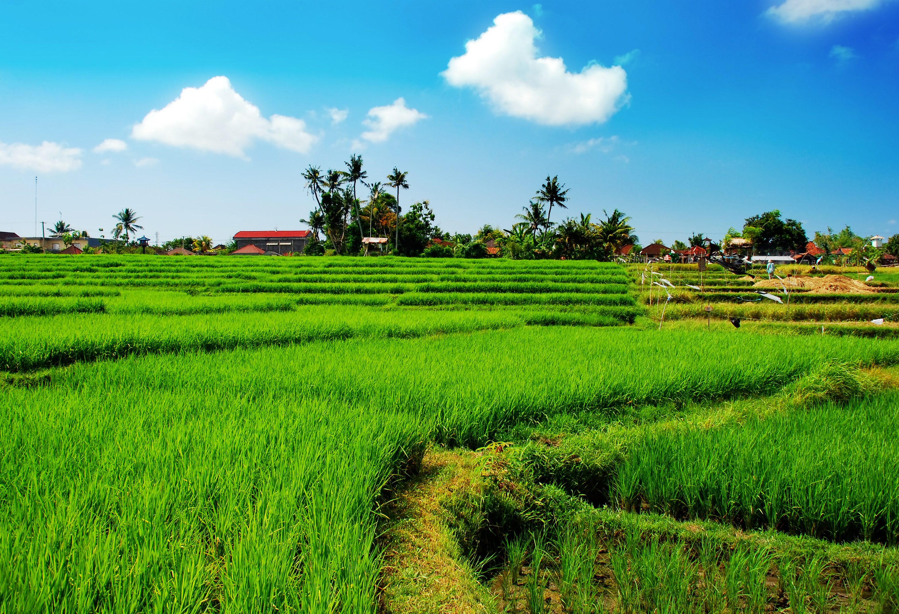 Rijstvelden in Noord-Laos