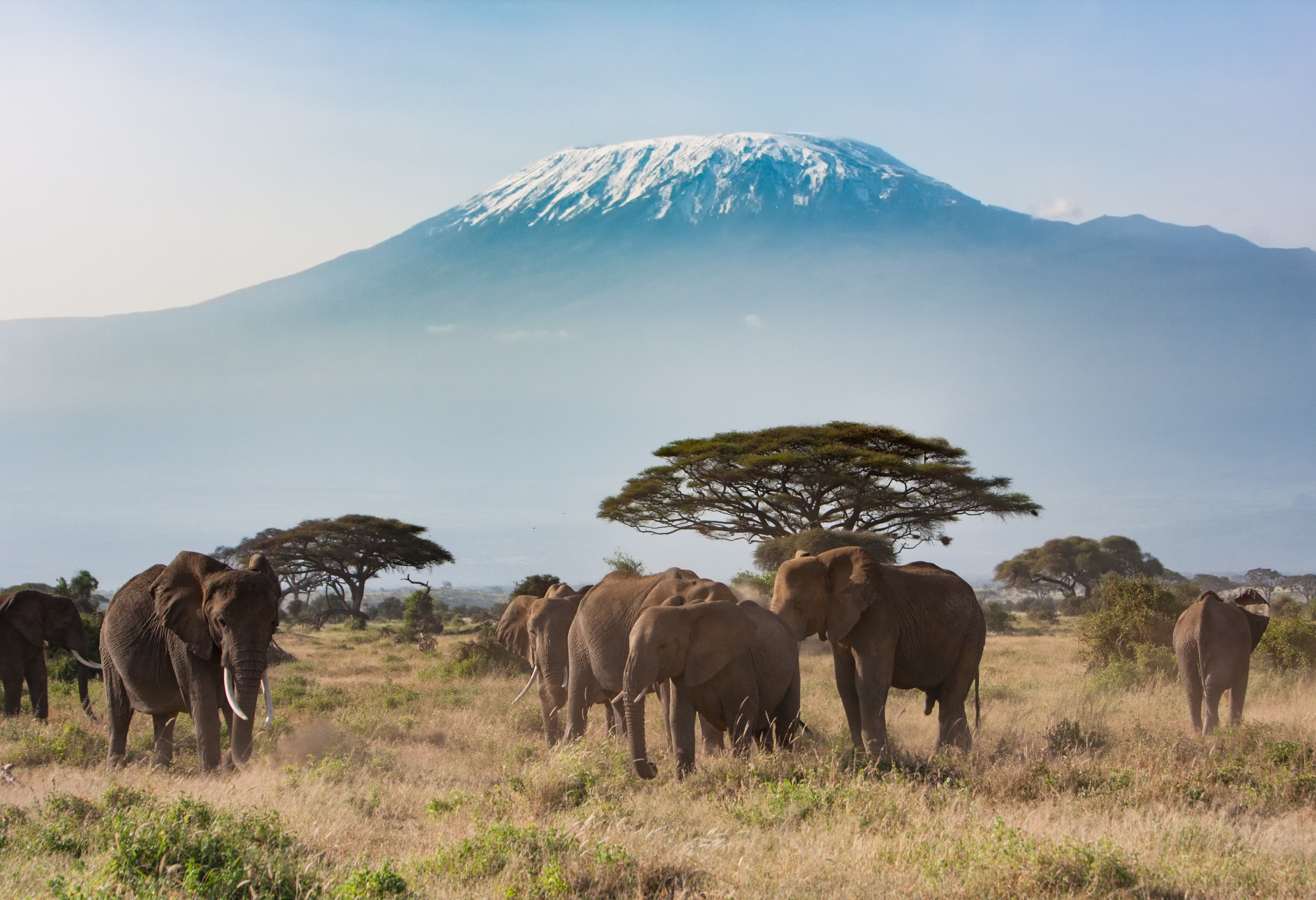 Olifanten in het Amboseli National Park in Kenia