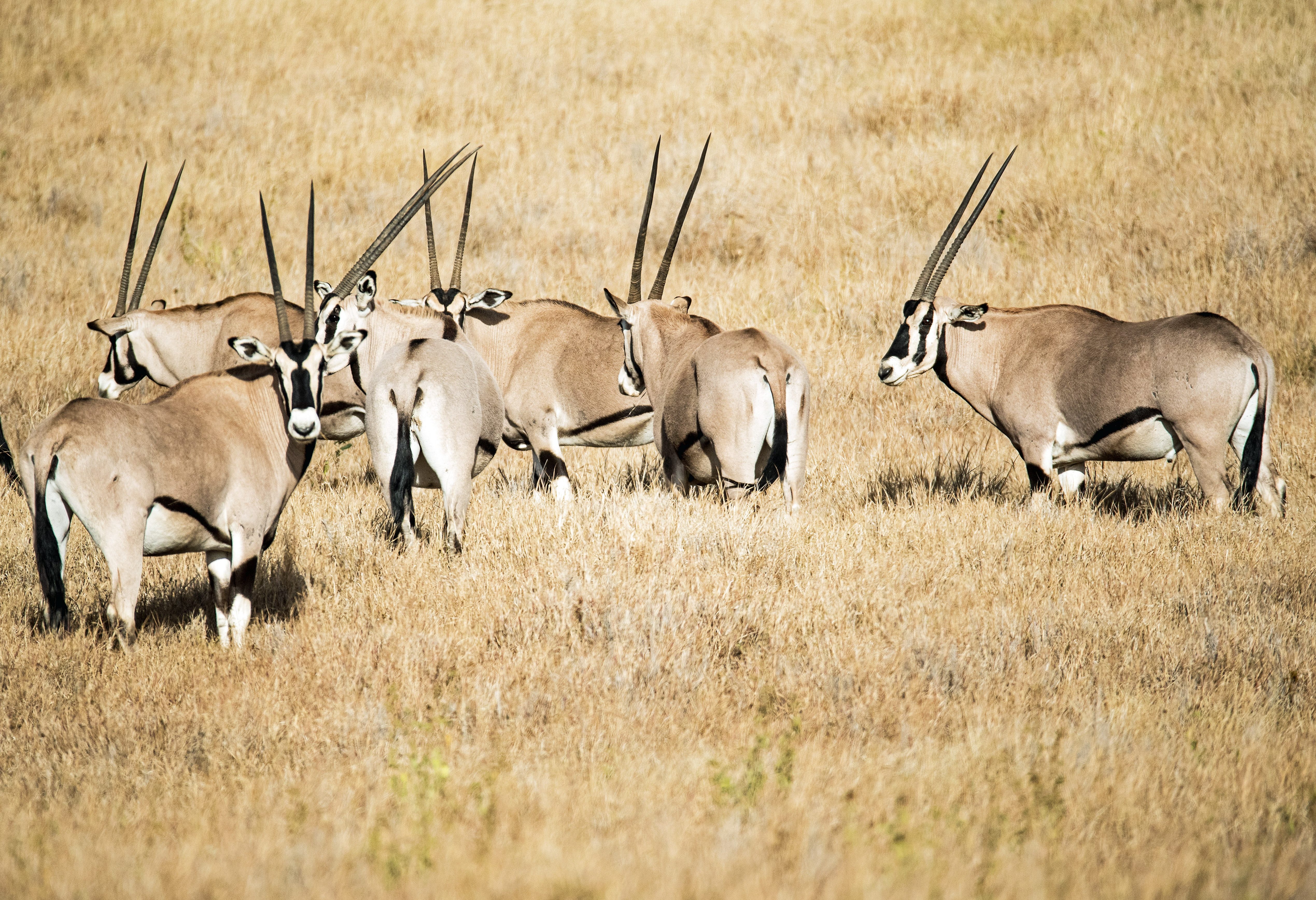 Beisa oryxen in het Samburu National Reserve in Kenia