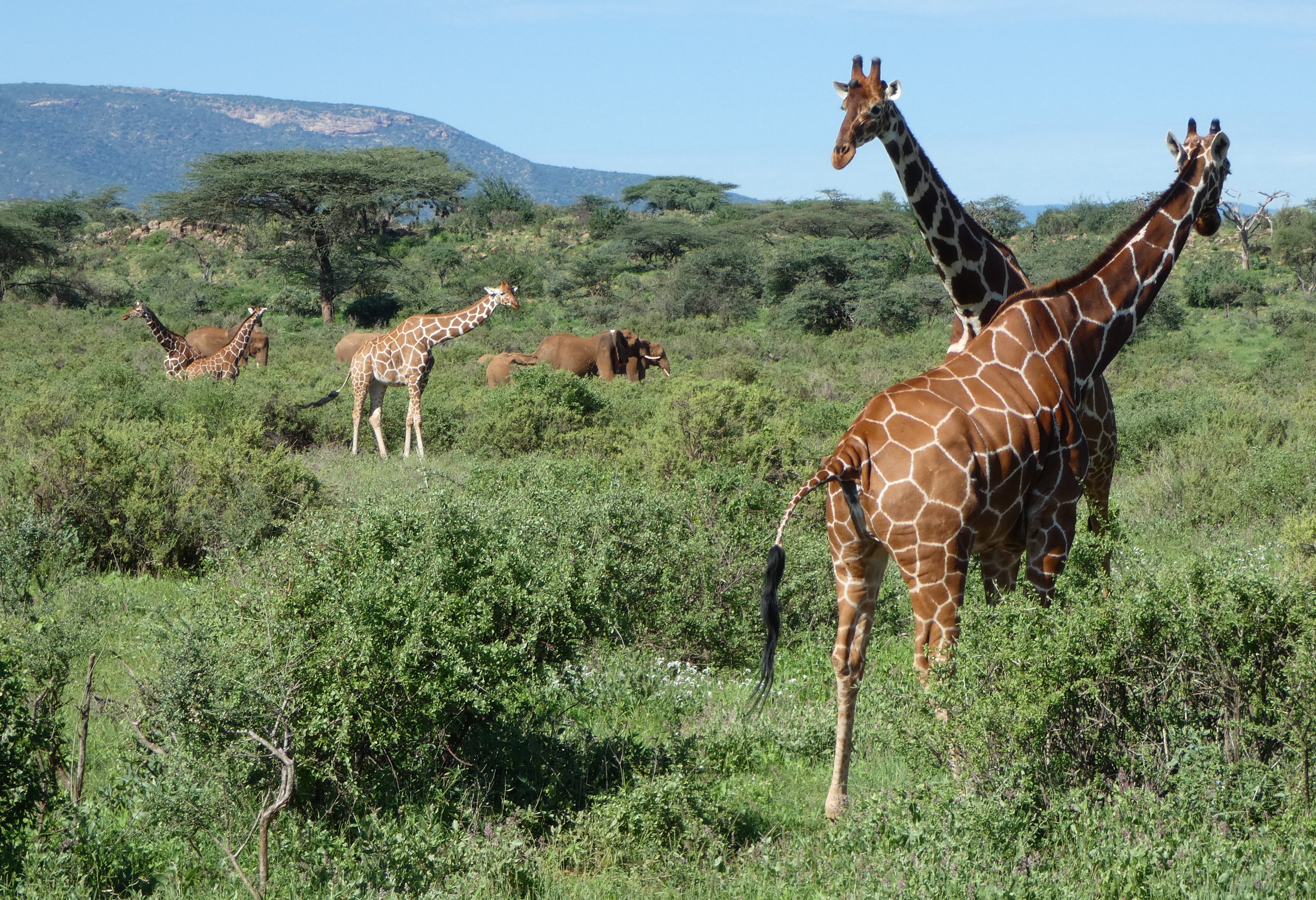 Reticulated giraffen en olifanten in Buffalo Springs National Reserve in Kenia