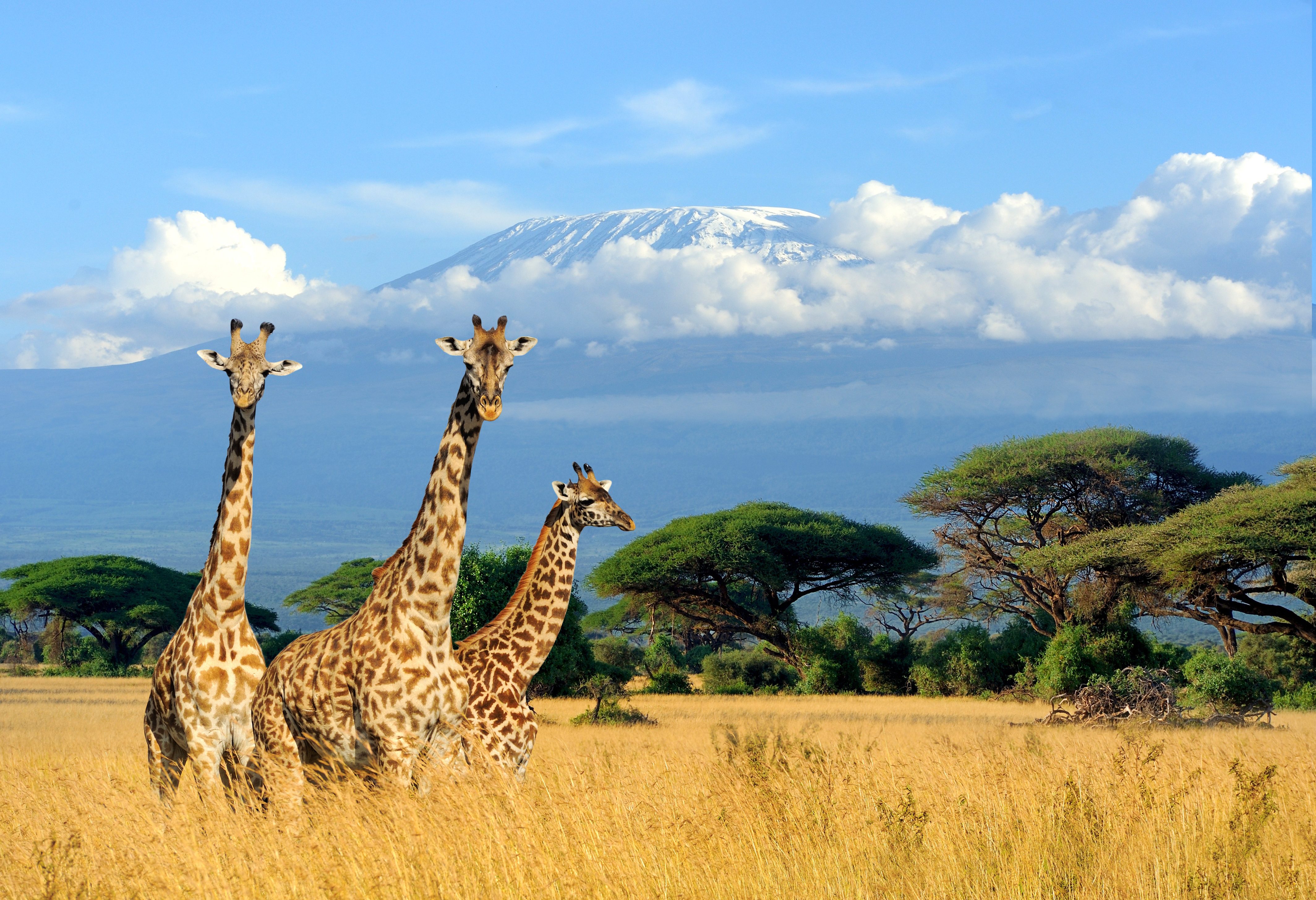 Жираф африканское животное. Жирафы Кения Килиманджаро. Танзания Килиманджаро. Сафари Килиманджаро. Национальный парк Килиманджаро в Танзании.