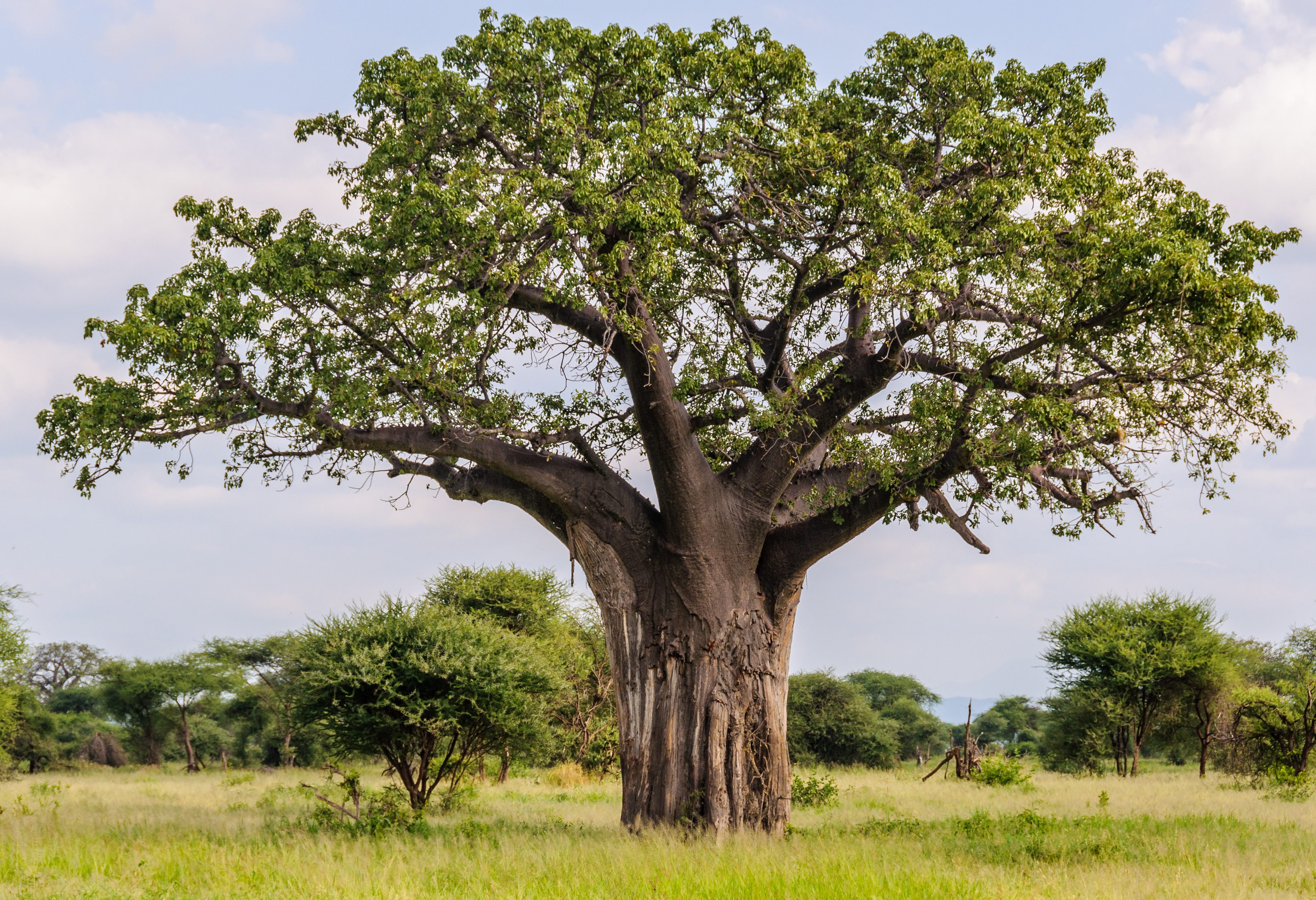 Baobab boom in het Tarangire National Park in Tanzania