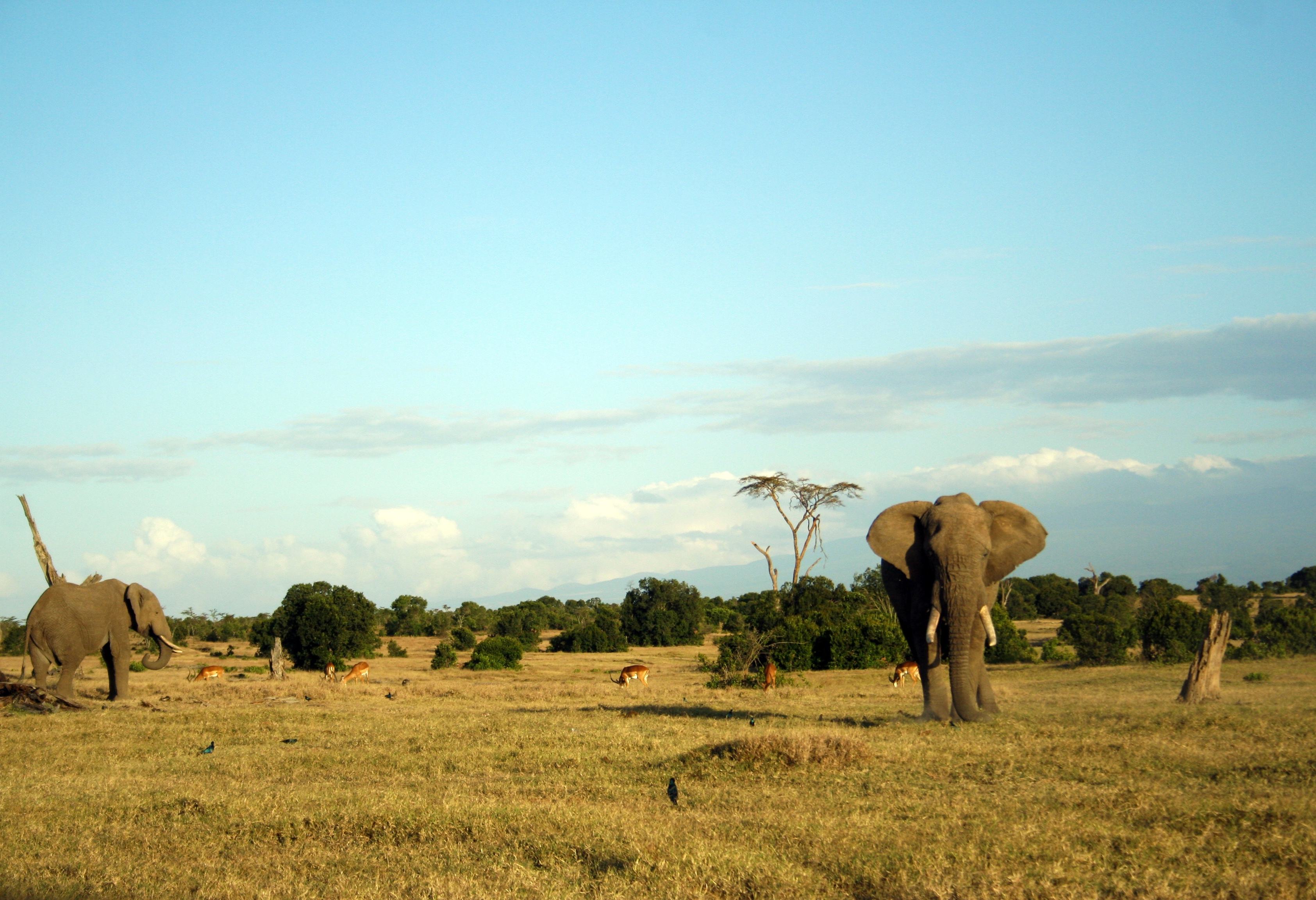 Olifanten in het Ol Pejeta Conservancy in Kenia