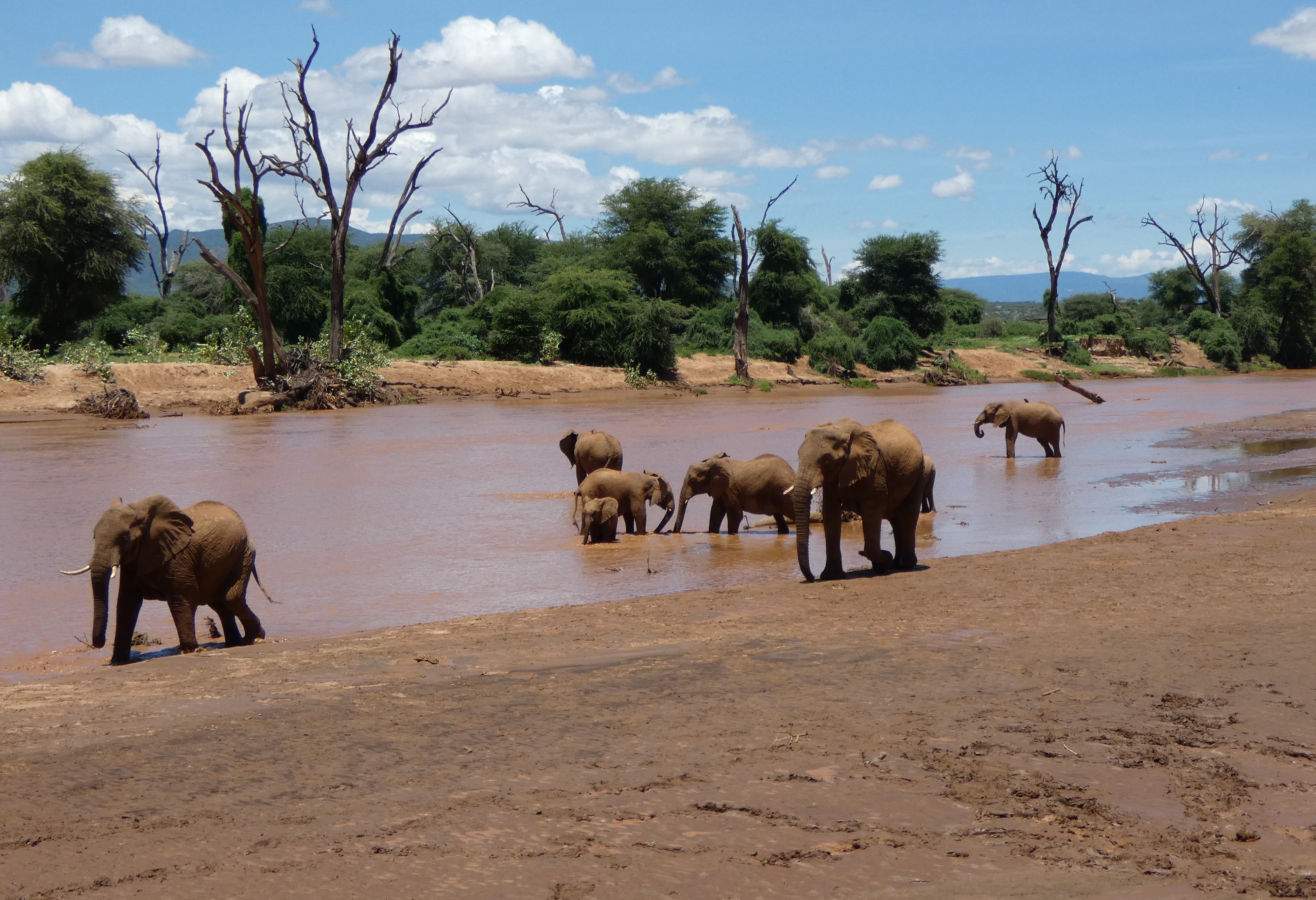 Groep olifanten in de rivier in Samburu National Reserve in Kenia