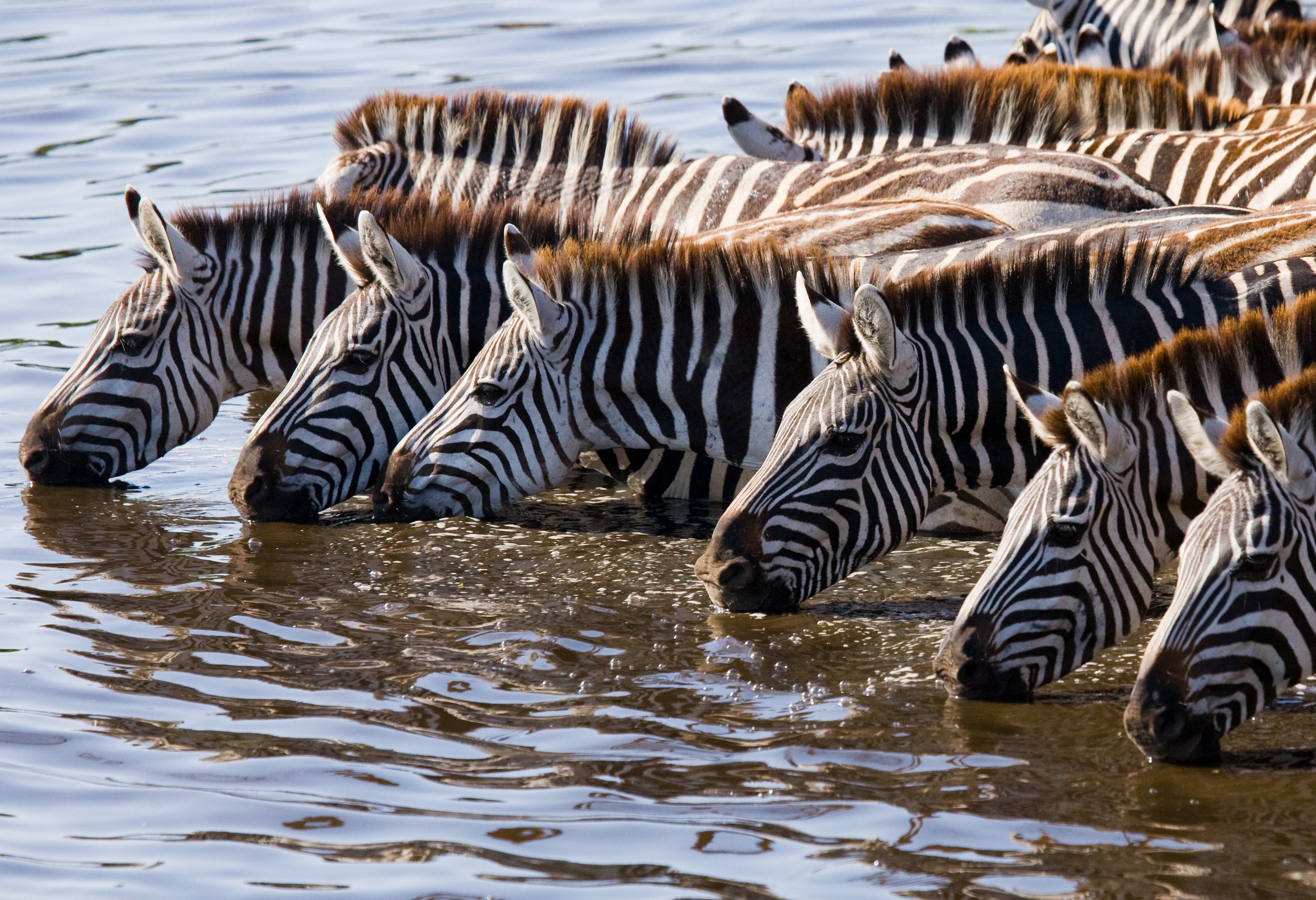 Zebra's drinken uit de rivier in de Masai Mara in Kenia