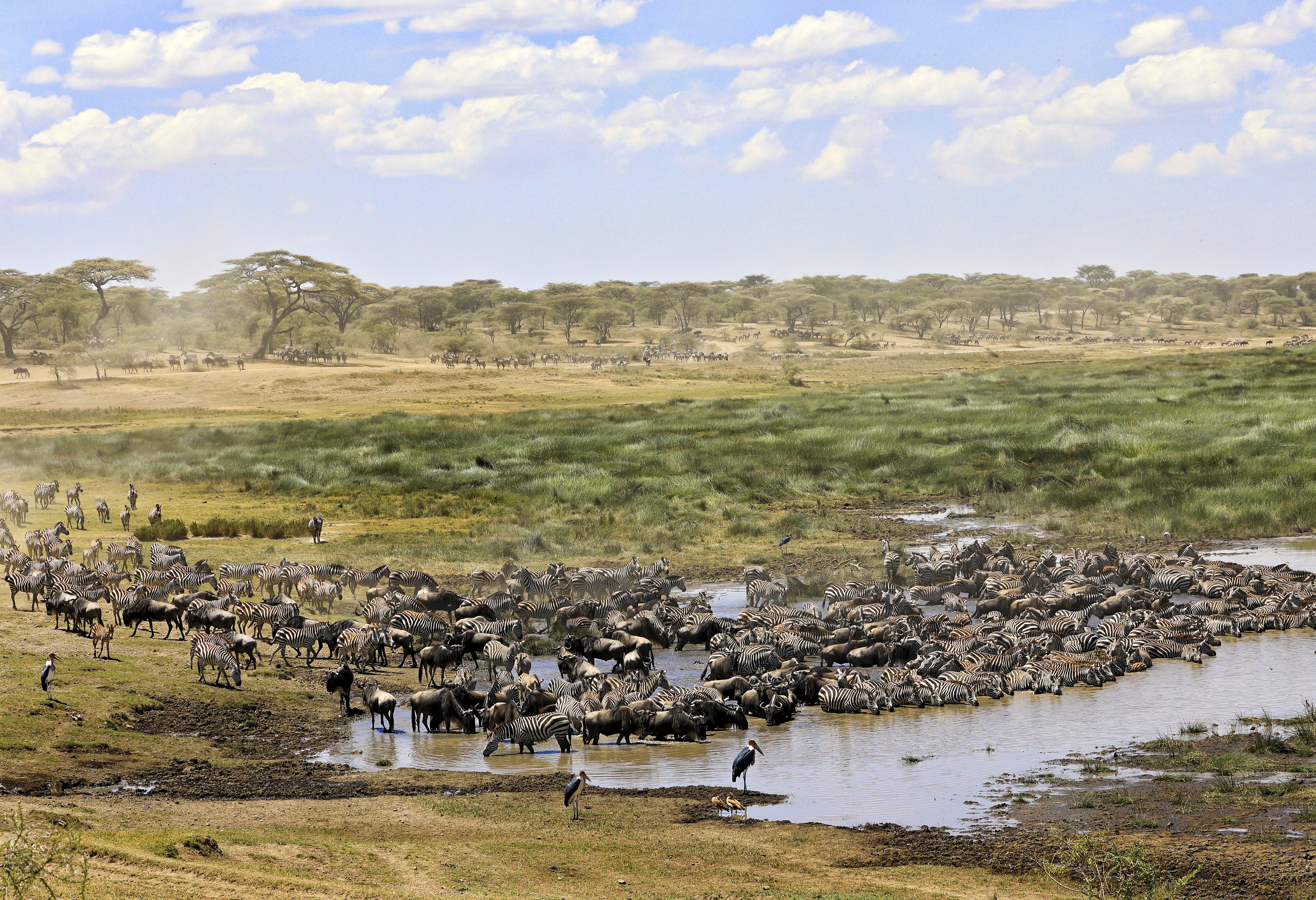 Tarangire National Park in Tanzania tijdens de grote trek