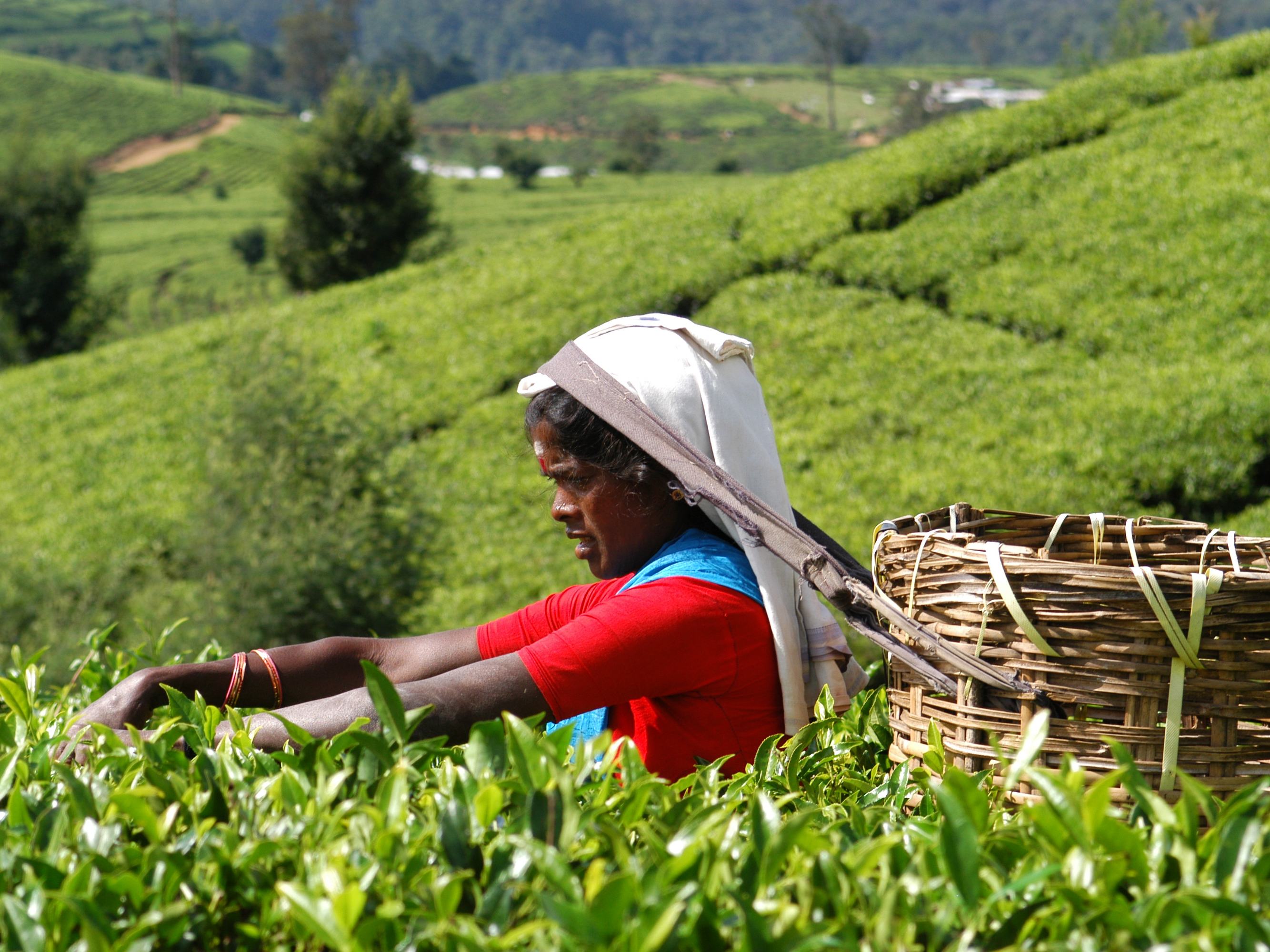 theeplukster nuwara eliya in sri lanka