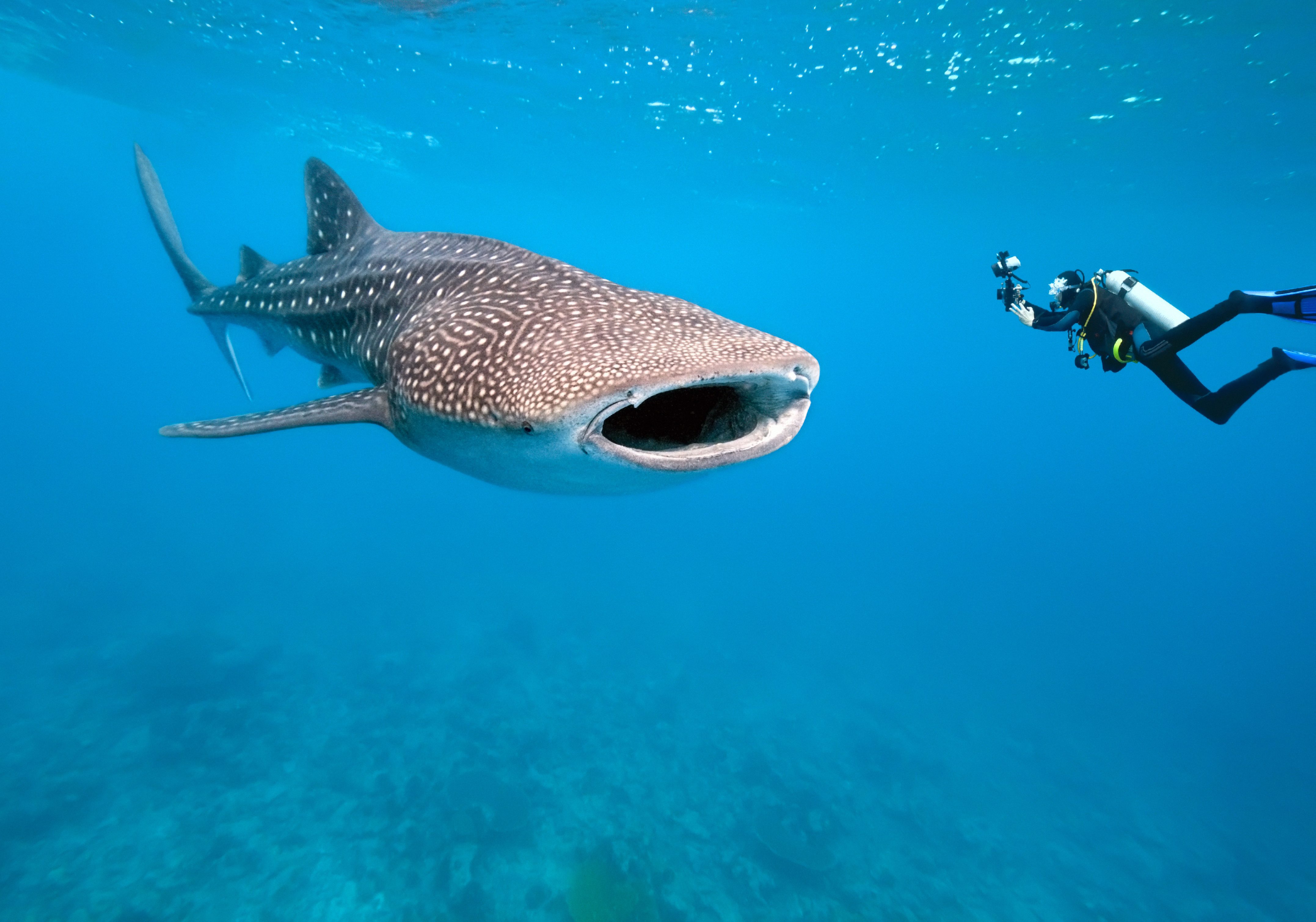 walvishaai duiken thailand