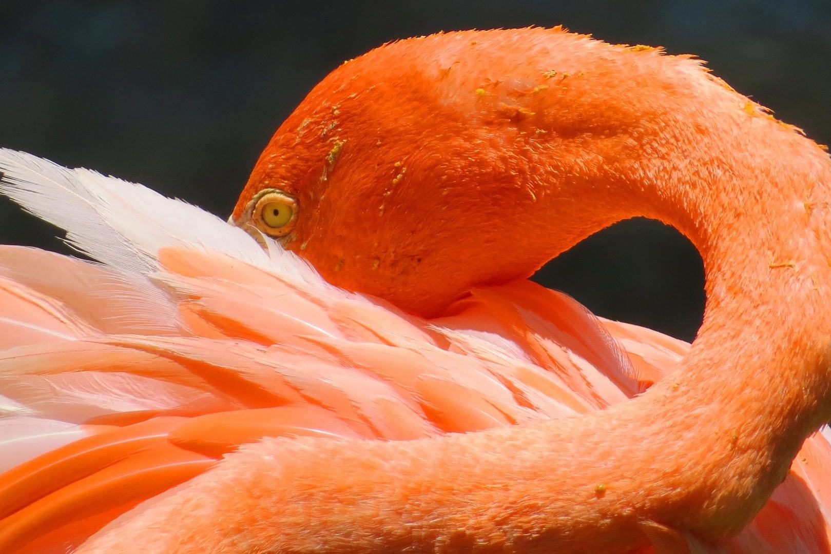 Flamingo Rio Lagartos Yucatan Mexico