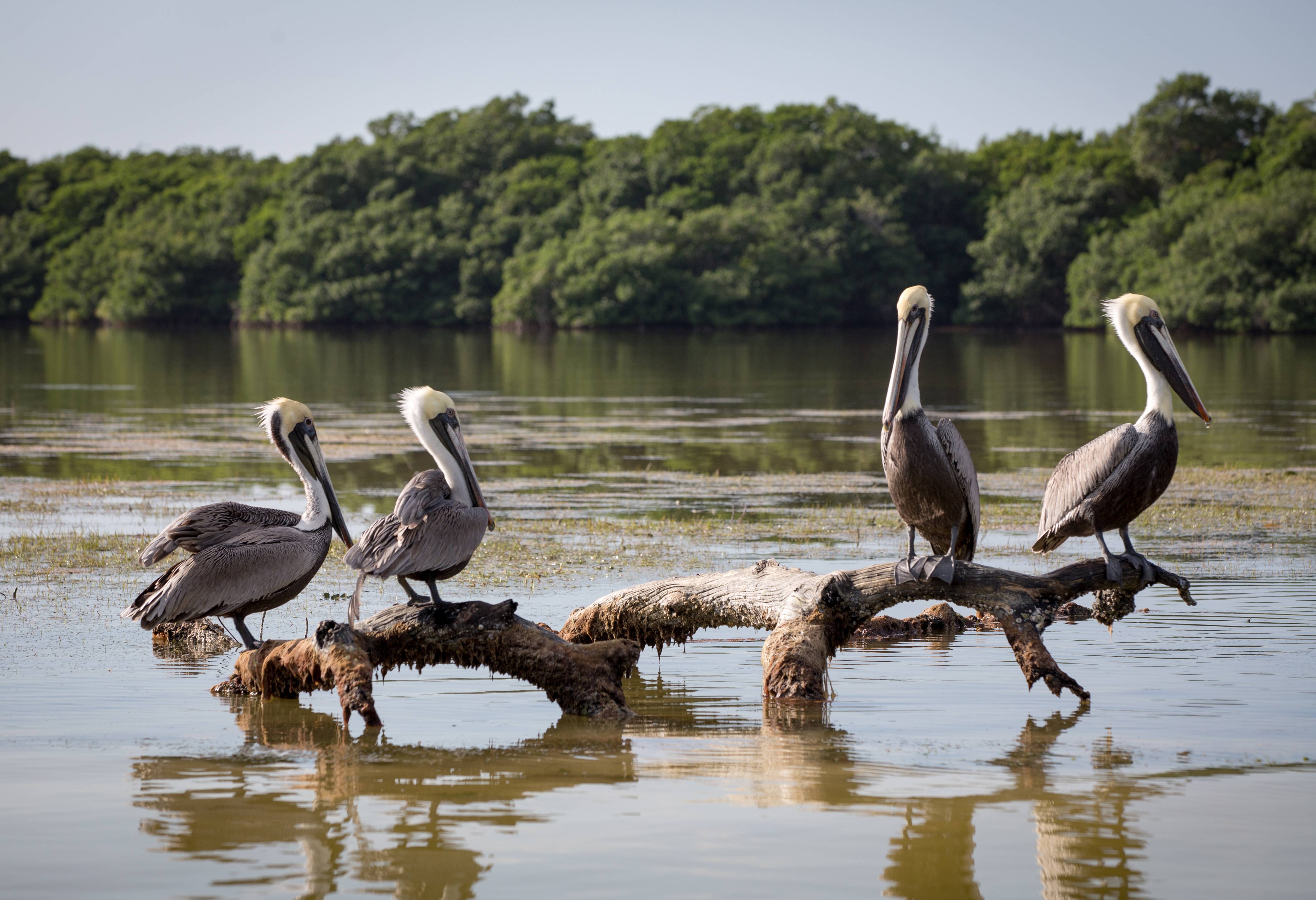 mexico-yucatan-rio-lagartos-bruine-pelikanen-flickr