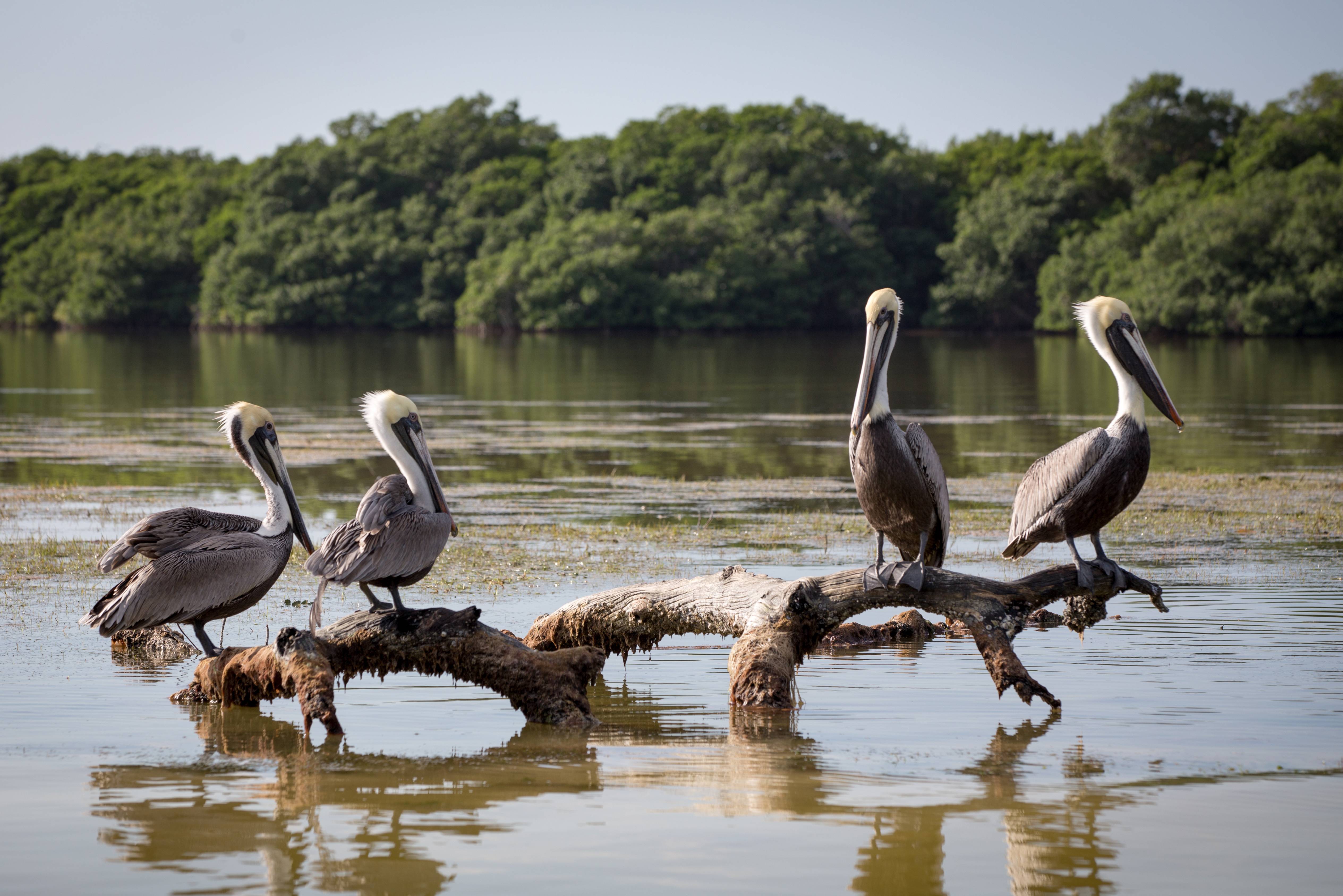 mexico-yucatan-rio-lagartos-bruine-pelikanen-flickr