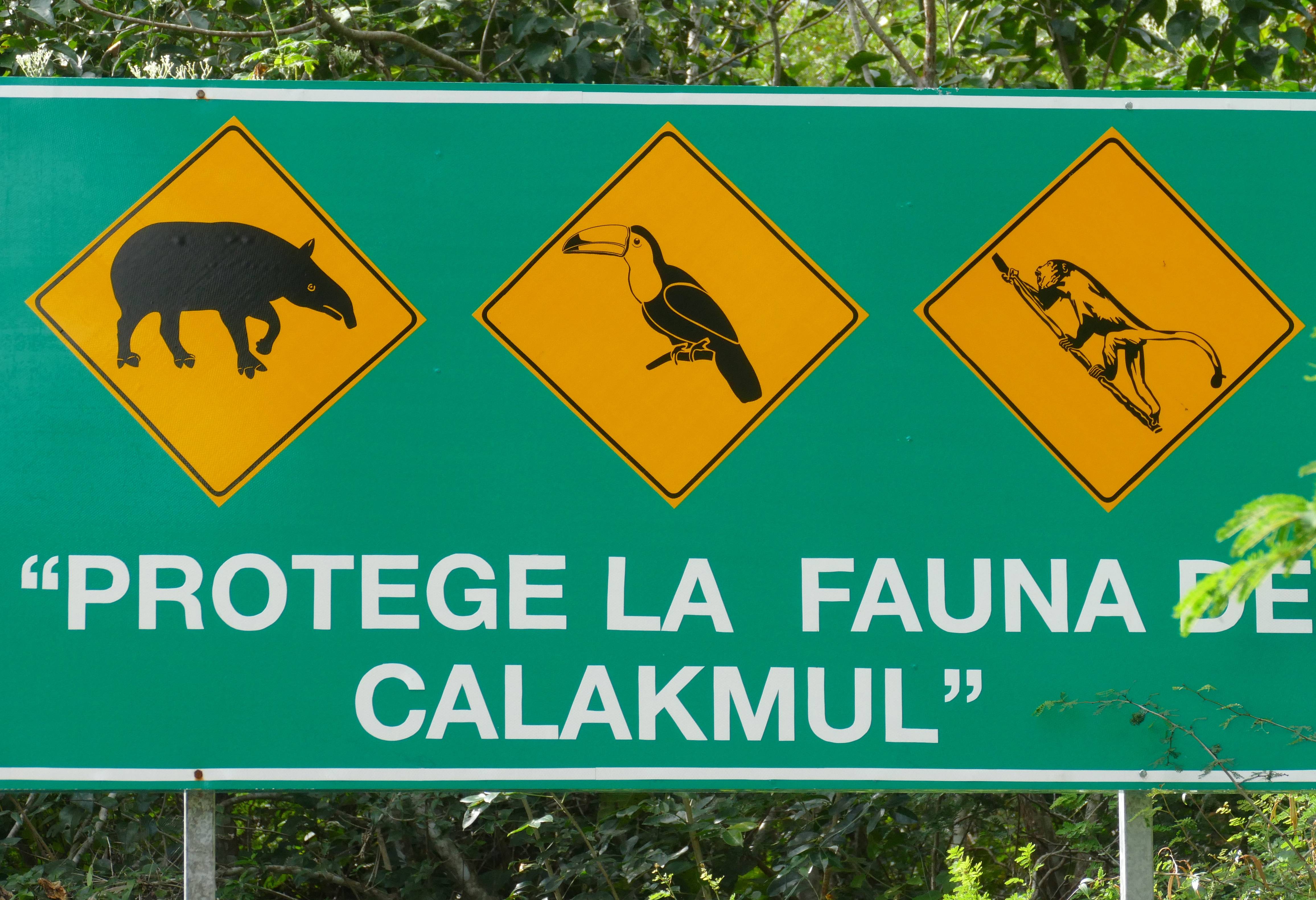 Calakmul Maya stad Xpujil Yucatan Mexico