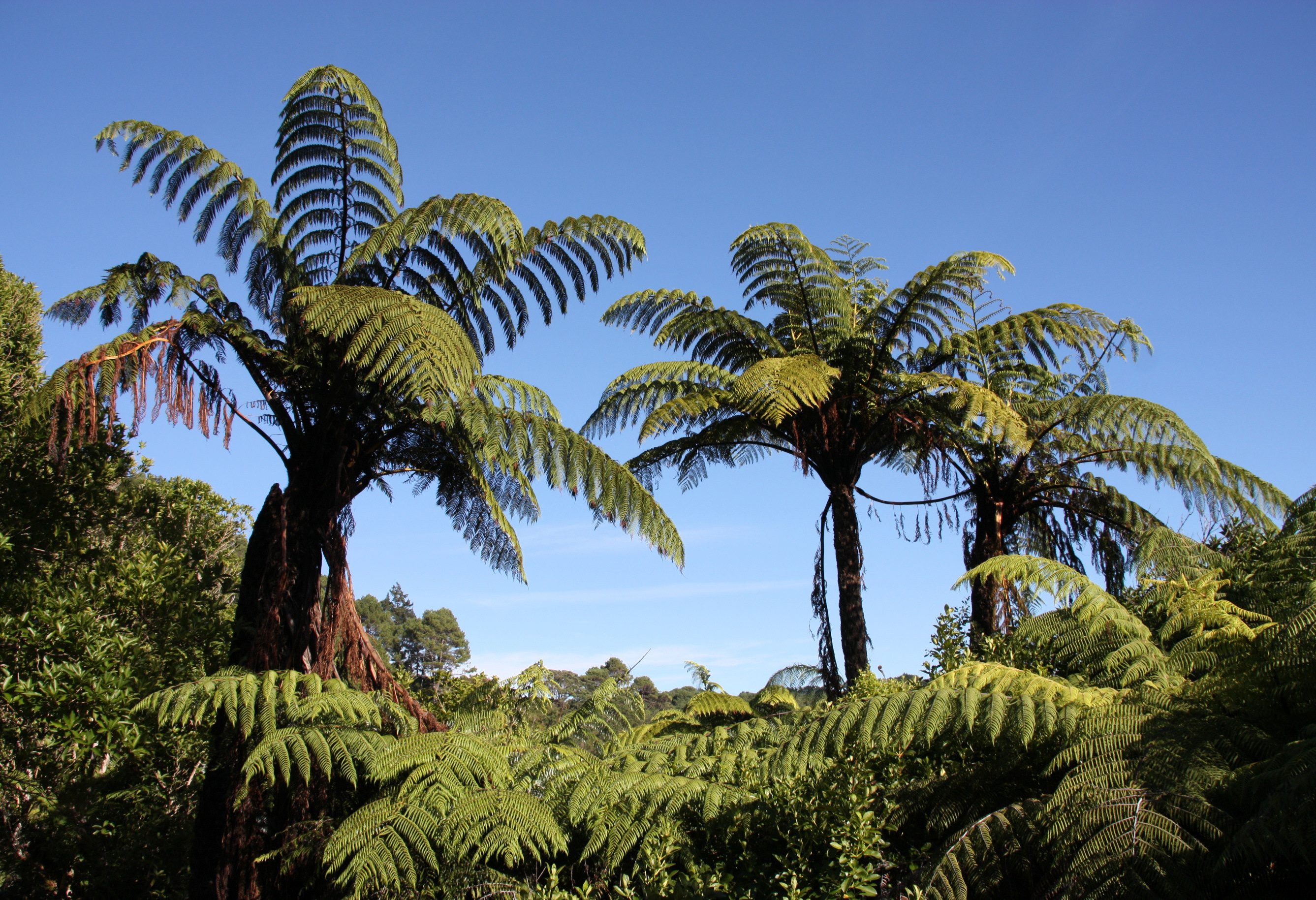 Enorme varenbomen in de Coromandel in Nieuw-Zeeland