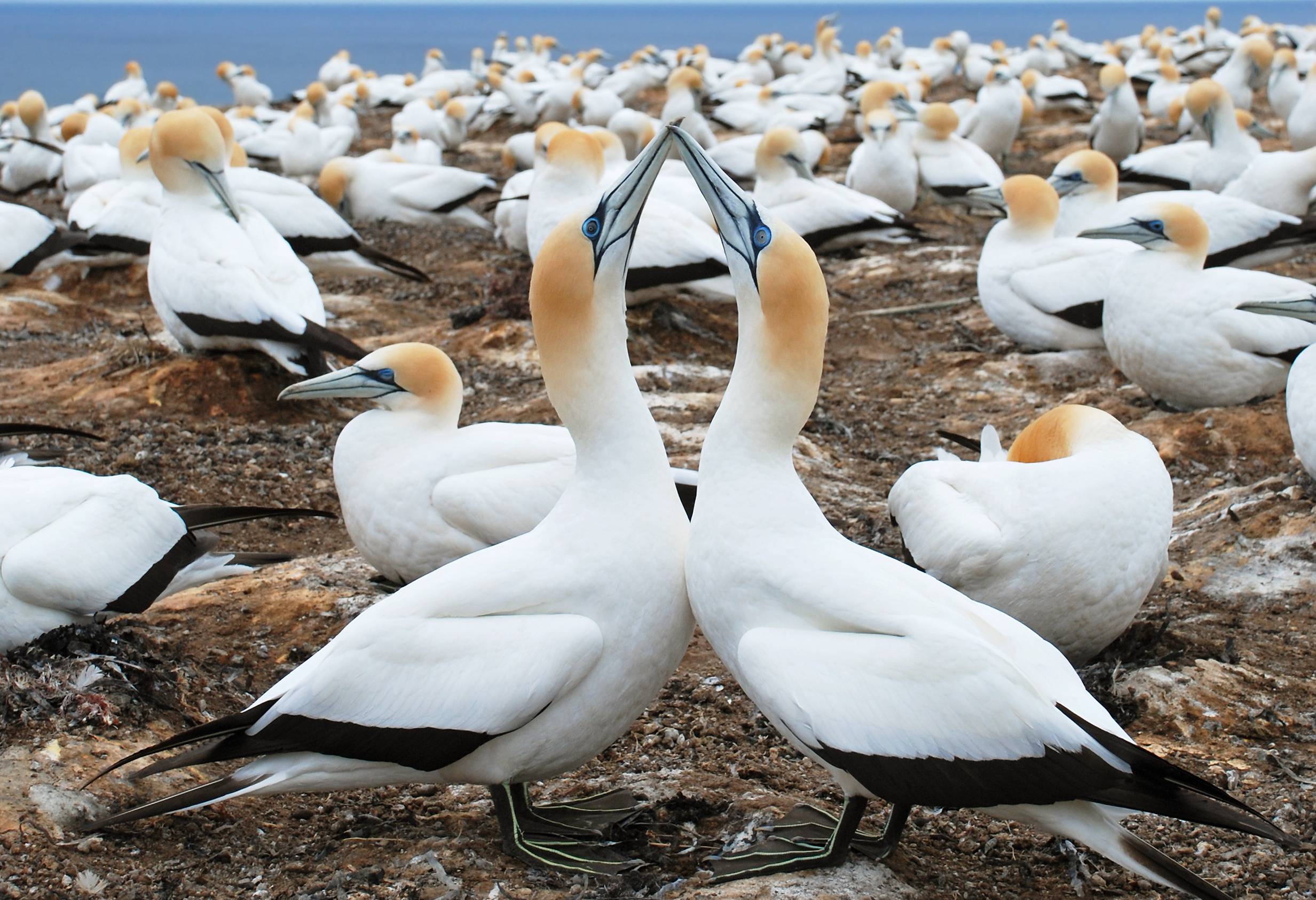 Jan-van-genten kolonie in Cape Kidnappers in Hawke's Bay in Nieuw-Zeeland