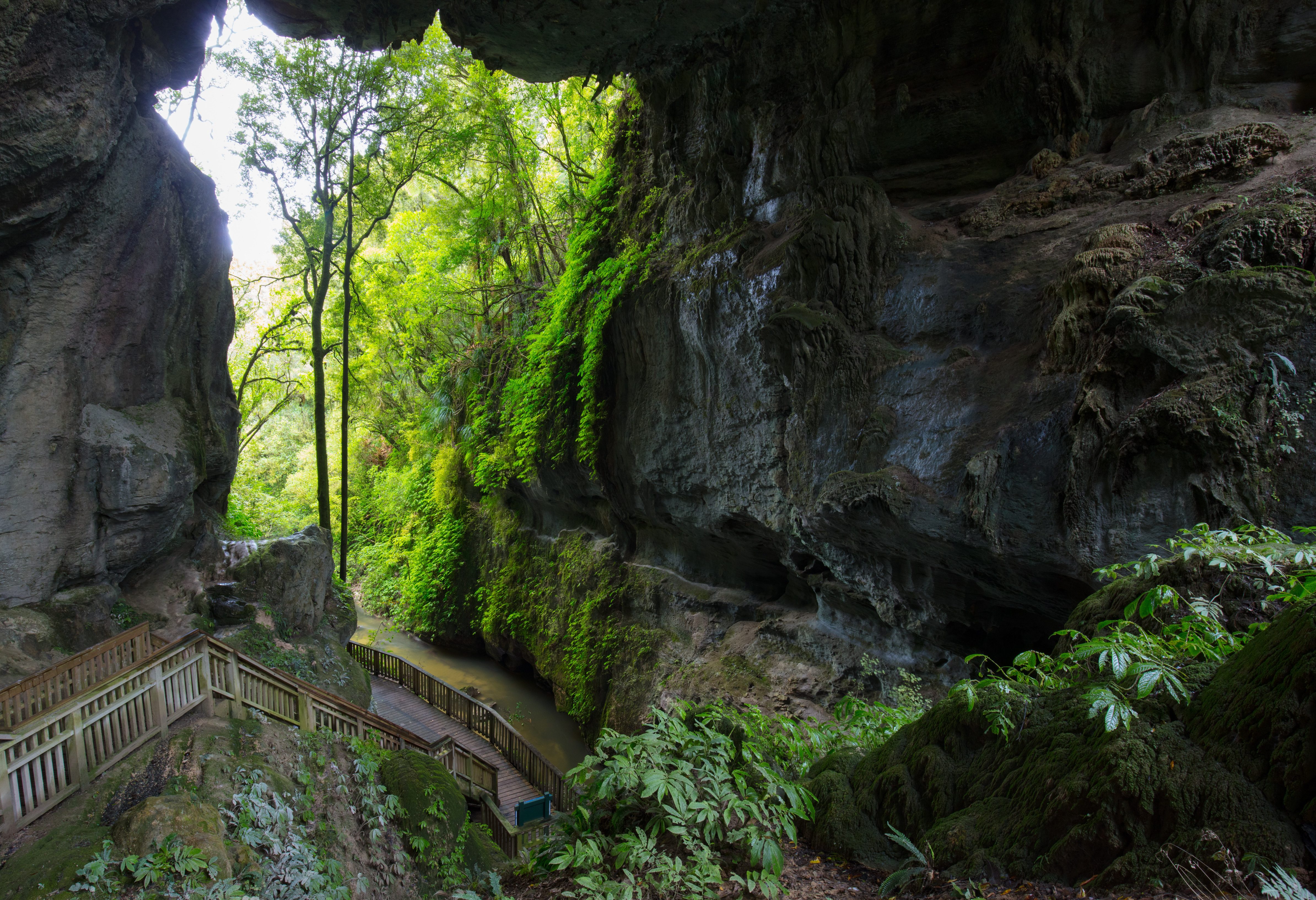 Wandelen naar de Waitomo grotten in Waikato in Nieuw-Zeeland