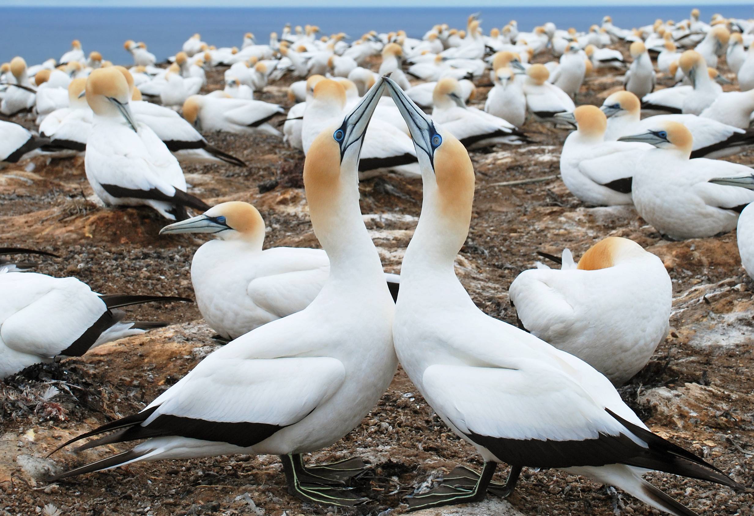 Jan van genten kolonie in Cape Kidnappers in Nieuw-Zeeland