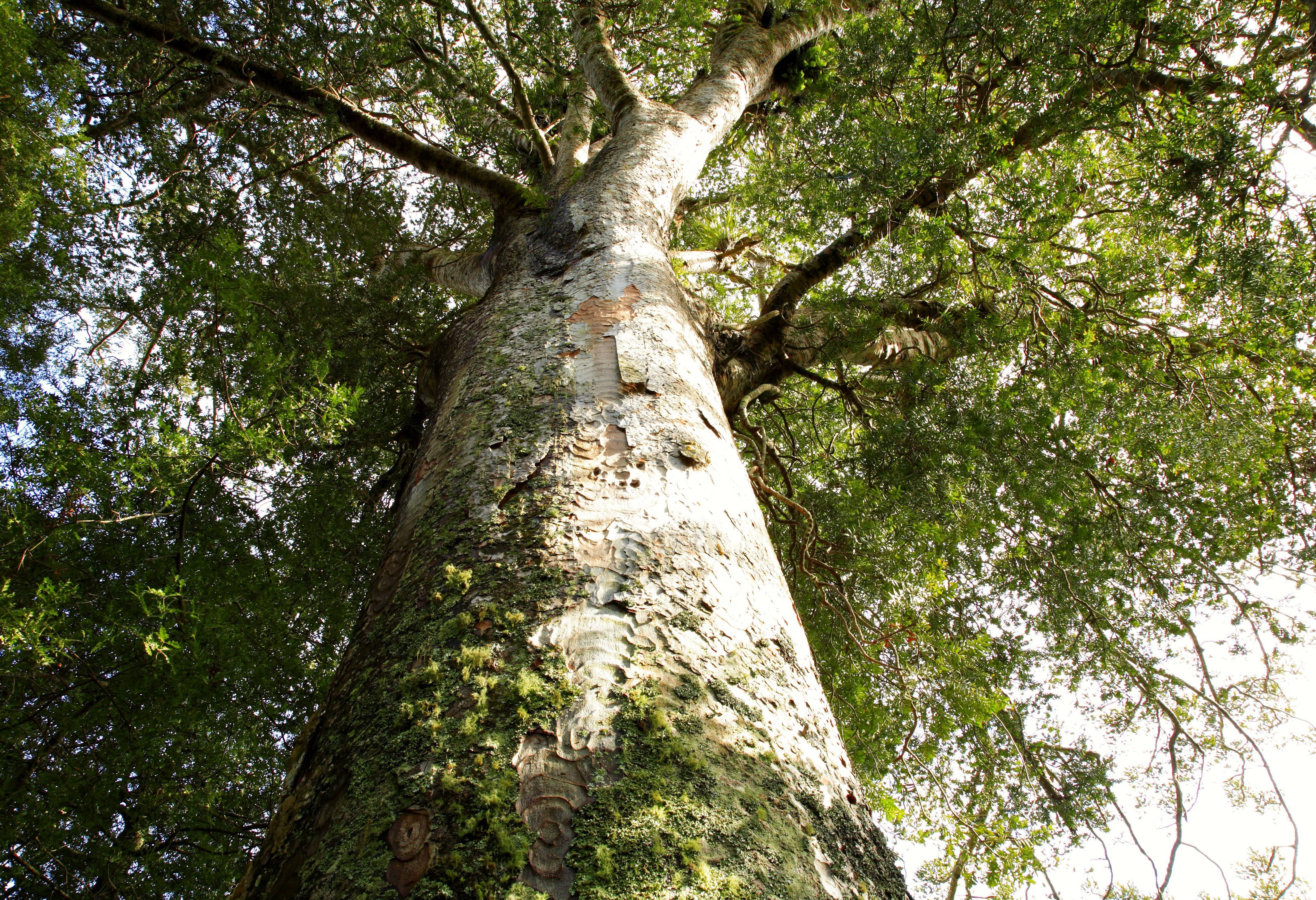 Enorme, oeroude kauri boom in Northland in Nieuw-Zeeland