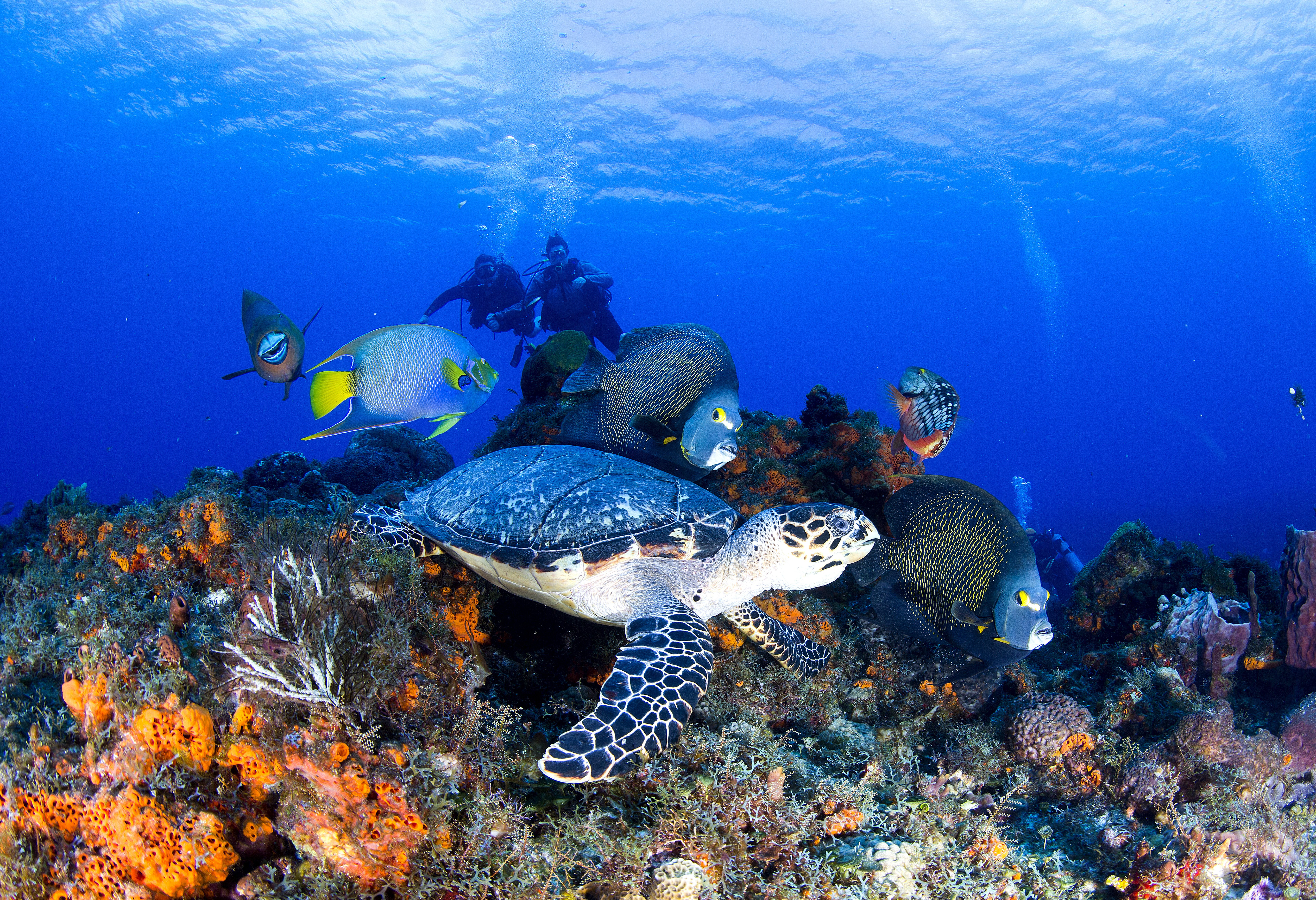 Cozumel strandvakantie eilandparadijs mexico