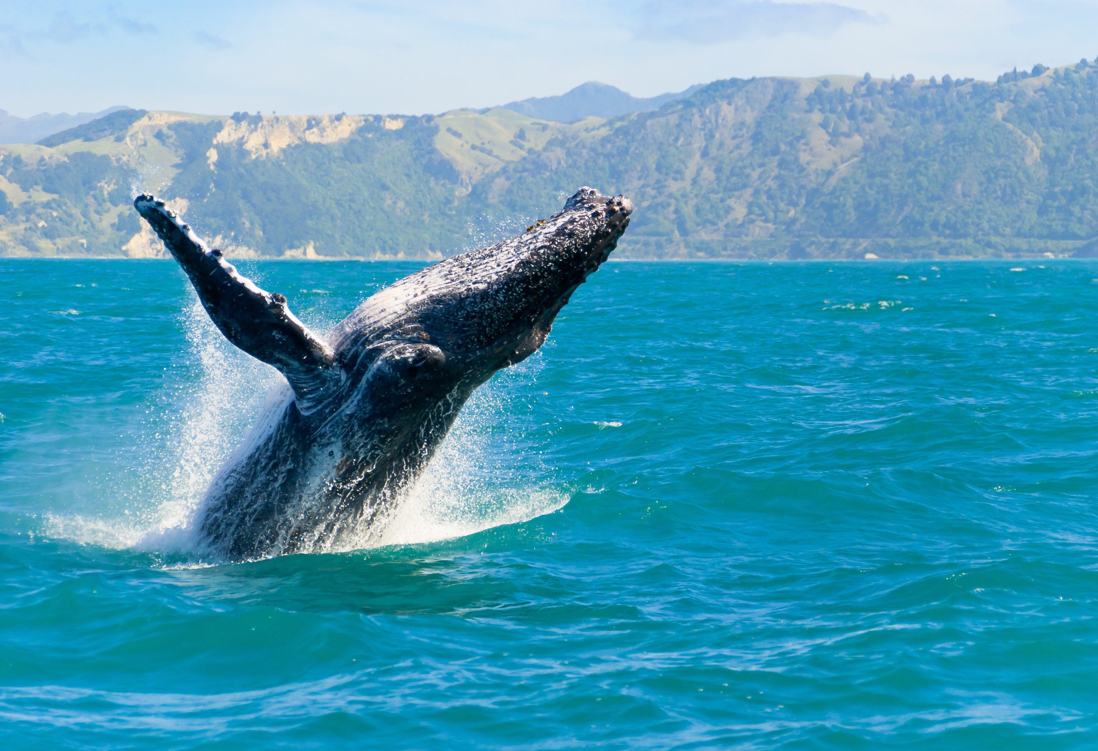 Bultrugwalvis in Kaikoura in Nieuw-Zeeland