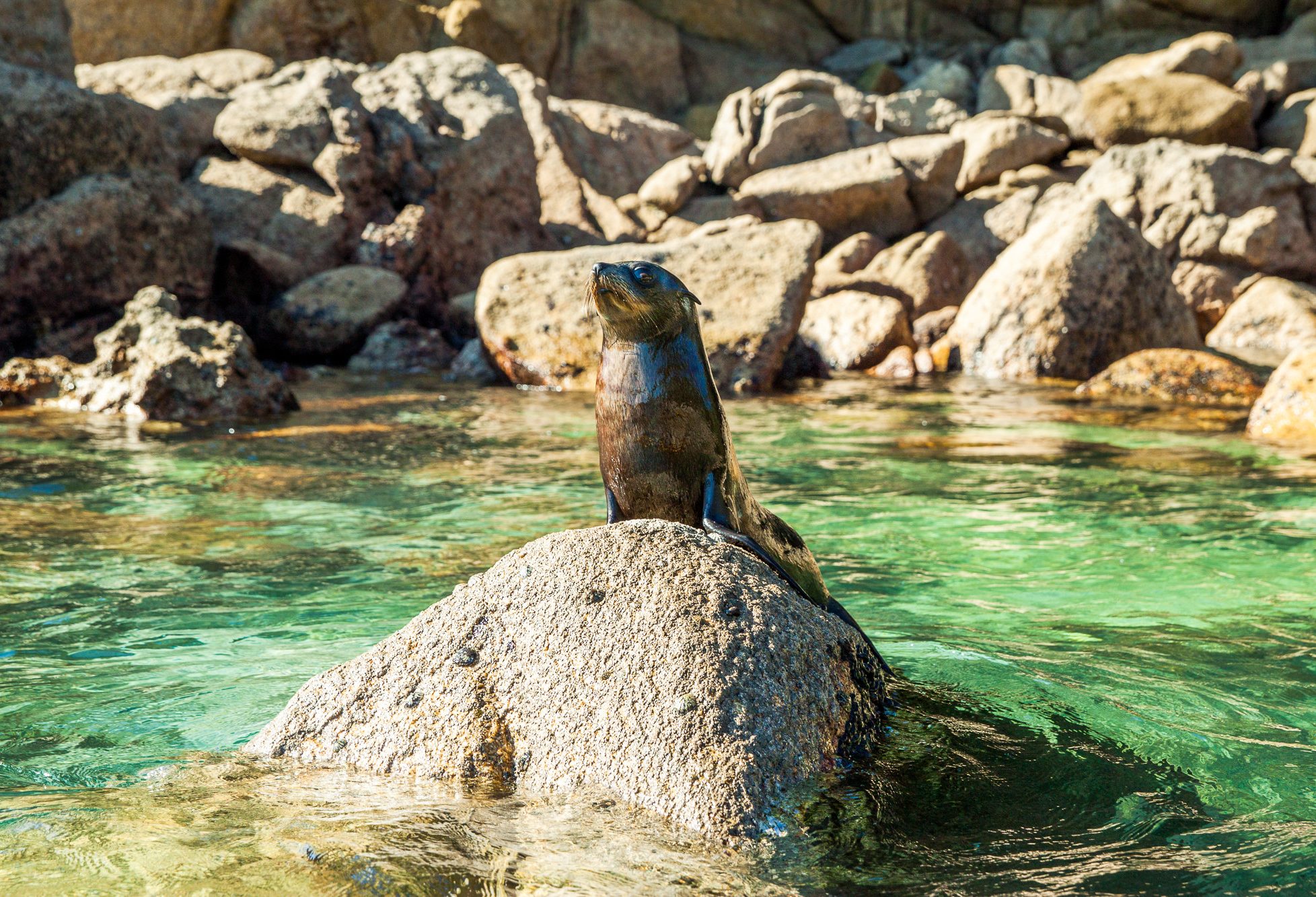 Zeehond in het Abel Tasman National Park in Nieuw-Zeeland