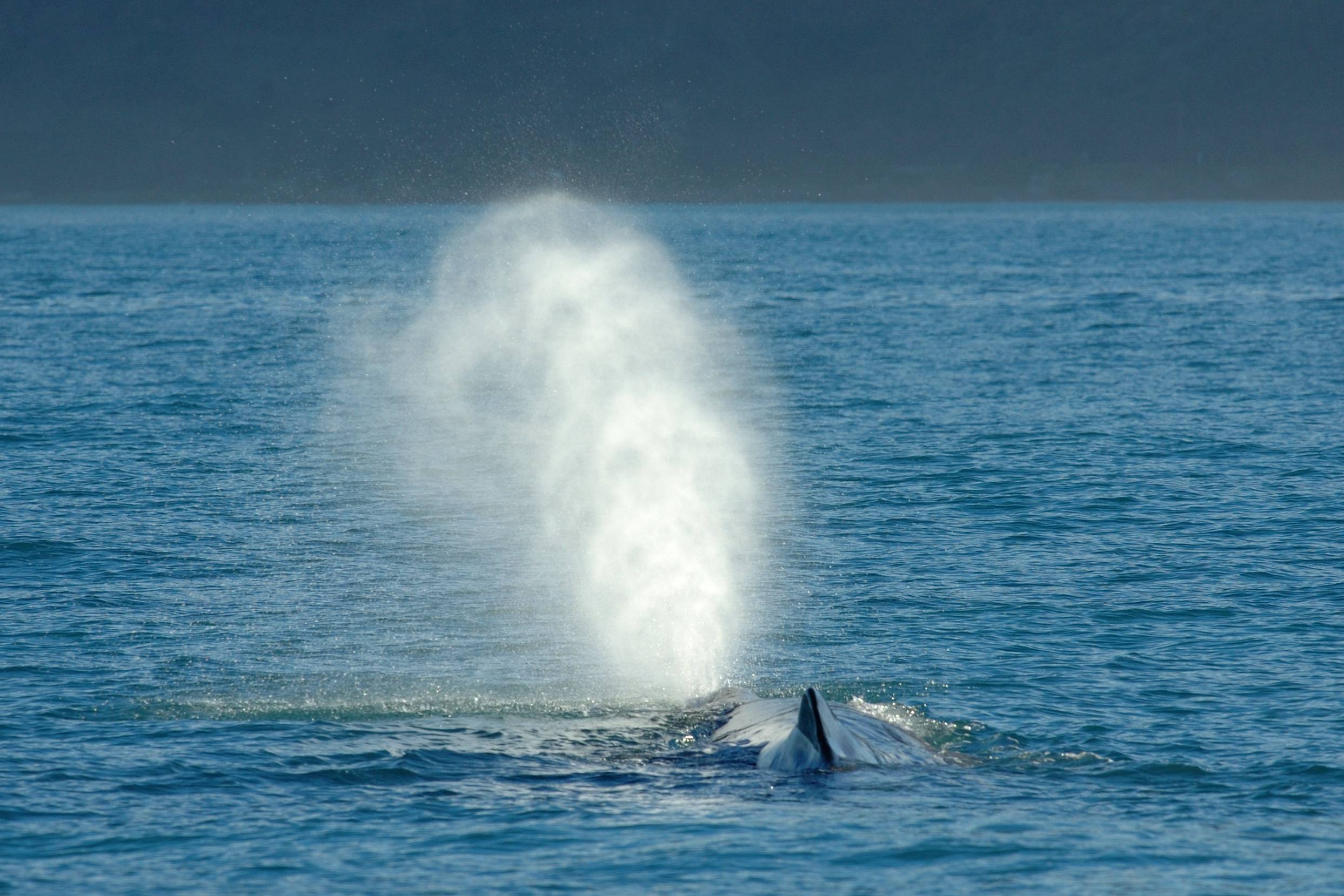 Walvis in Kaikoura in Nieuw-Zeeland