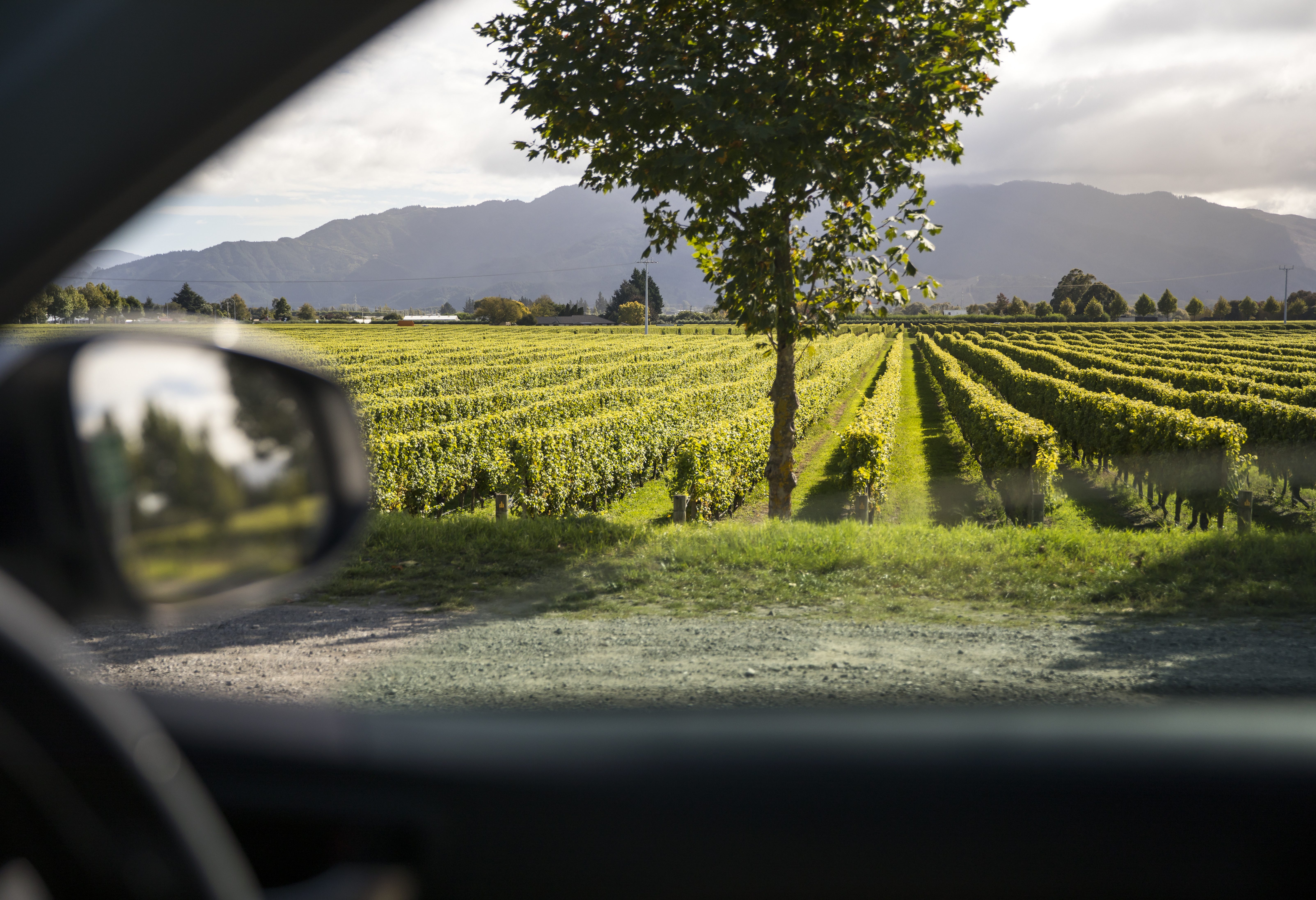 Wijngaard in de regio van de Marlborough Sounds in Nieuw-Zeeland