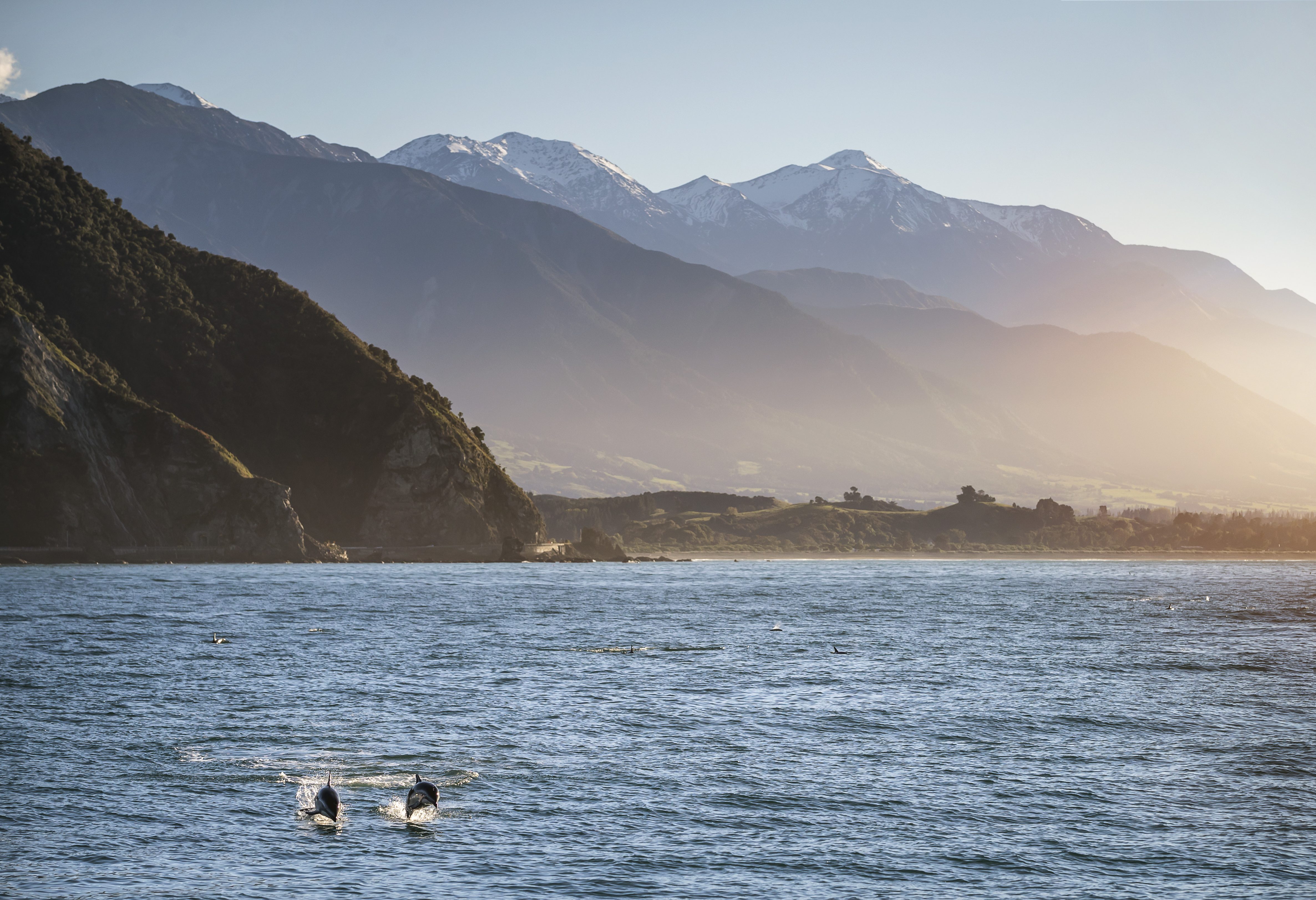 Dolfijnen spotten in Kaikoura in Nieuw-Zeeland