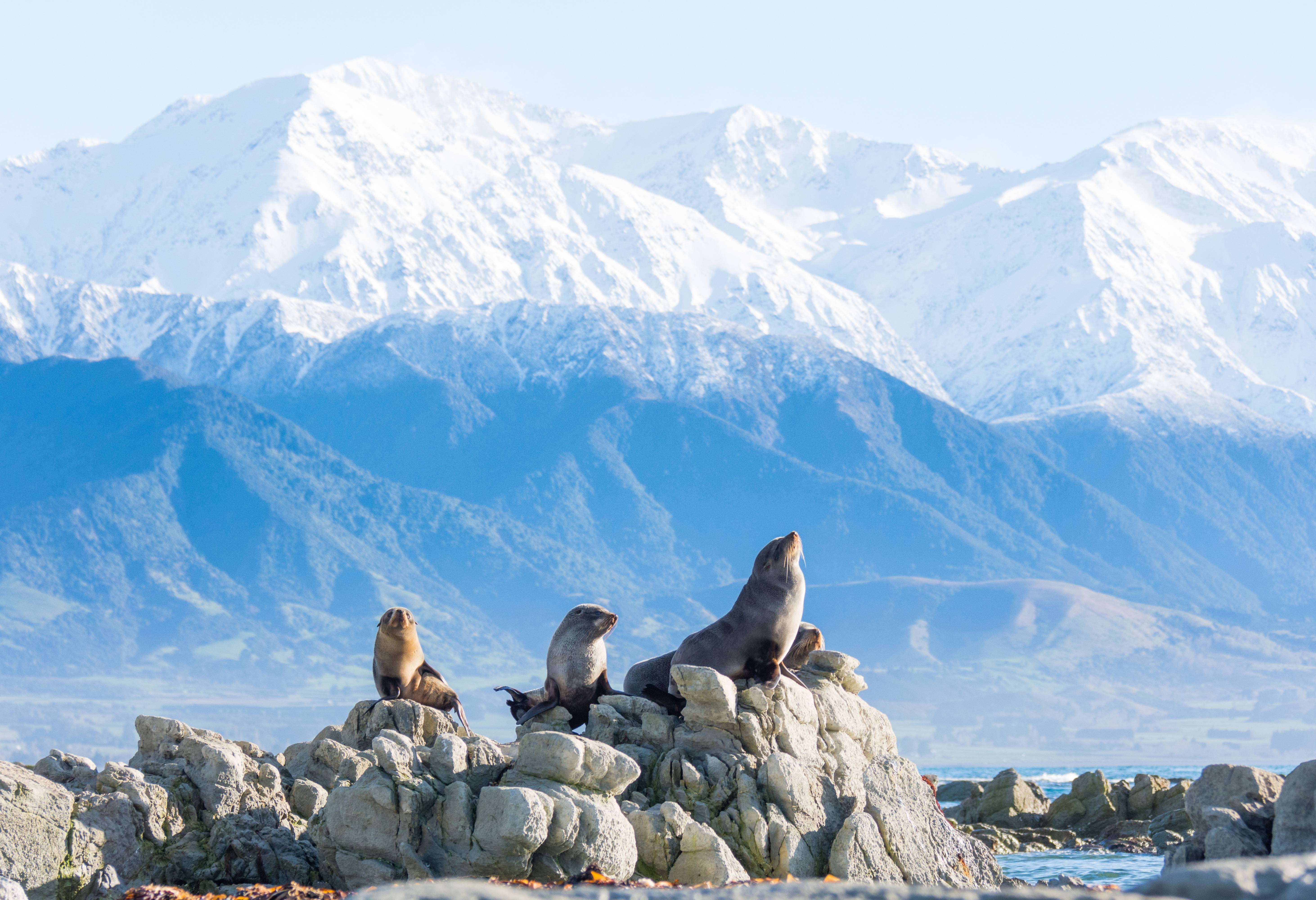 Zeehonden in Kaikoura in Nieuw-Zeeland