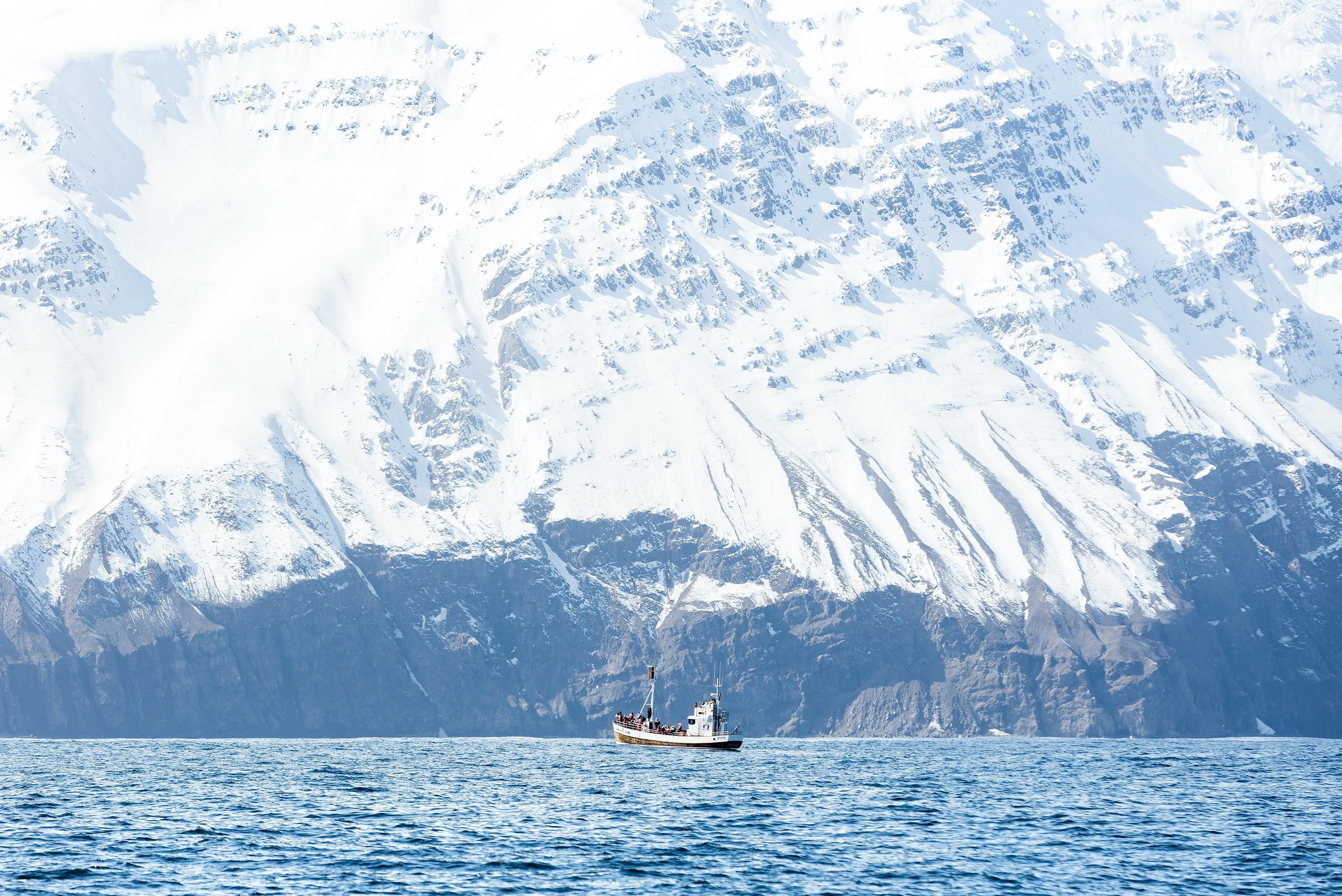 walvis tocht ijsland