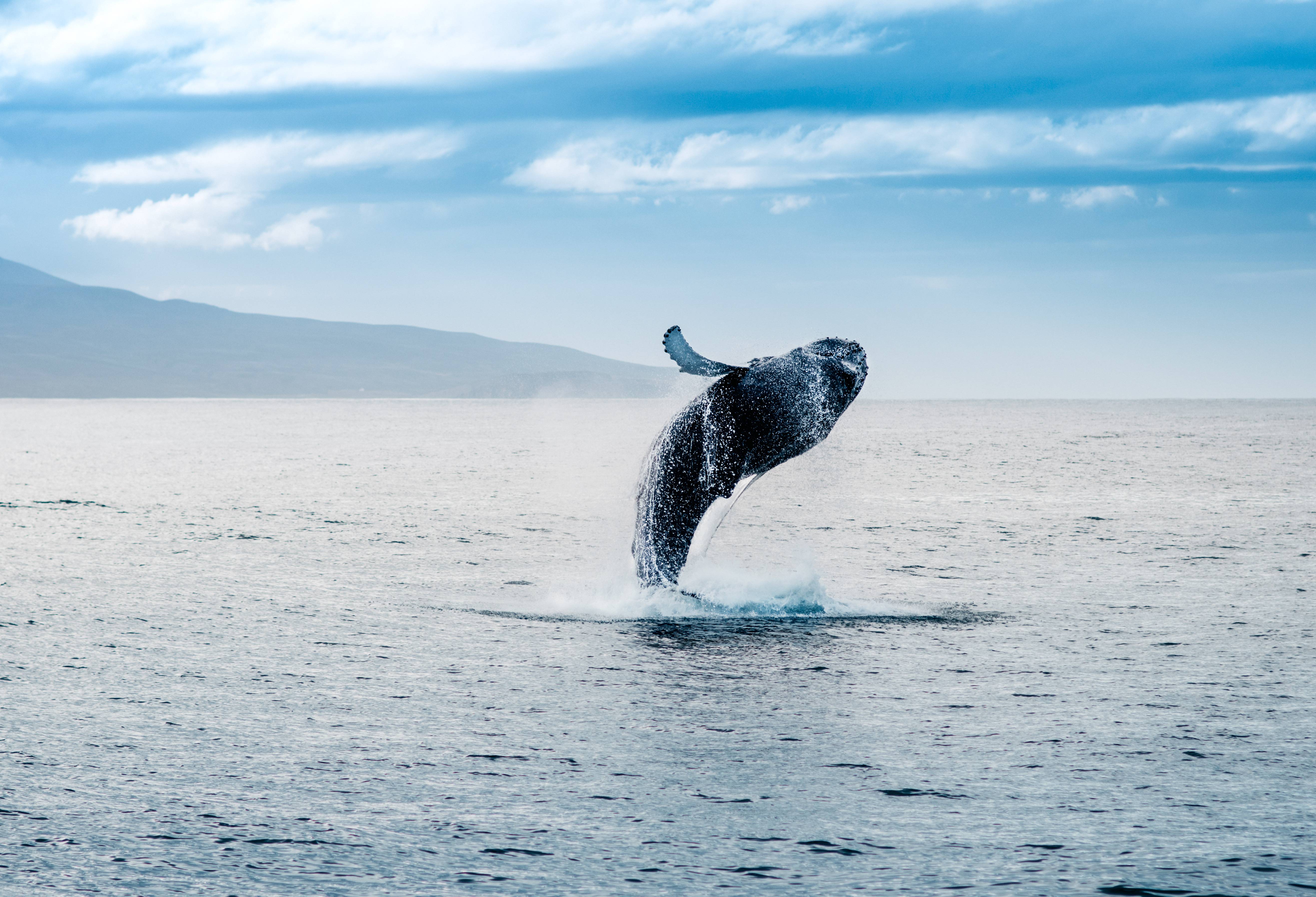 walvis sprint uit water ijsland