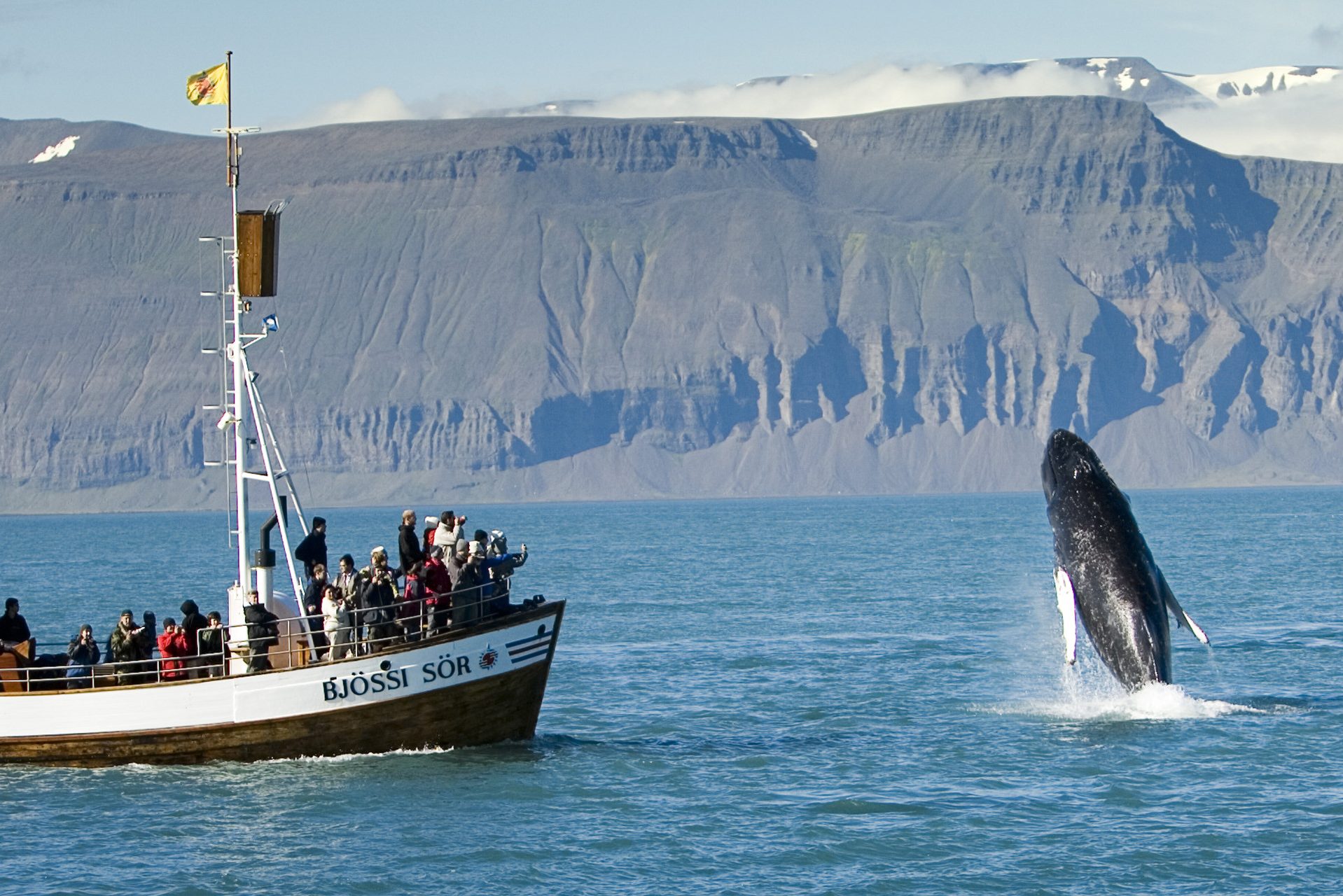Walvis safari in Husavik in IJsland