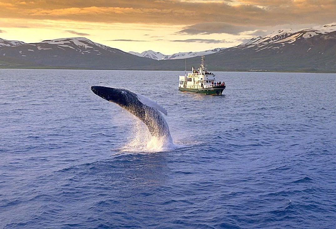 Walvis safari bij Reykjavik in IJsland