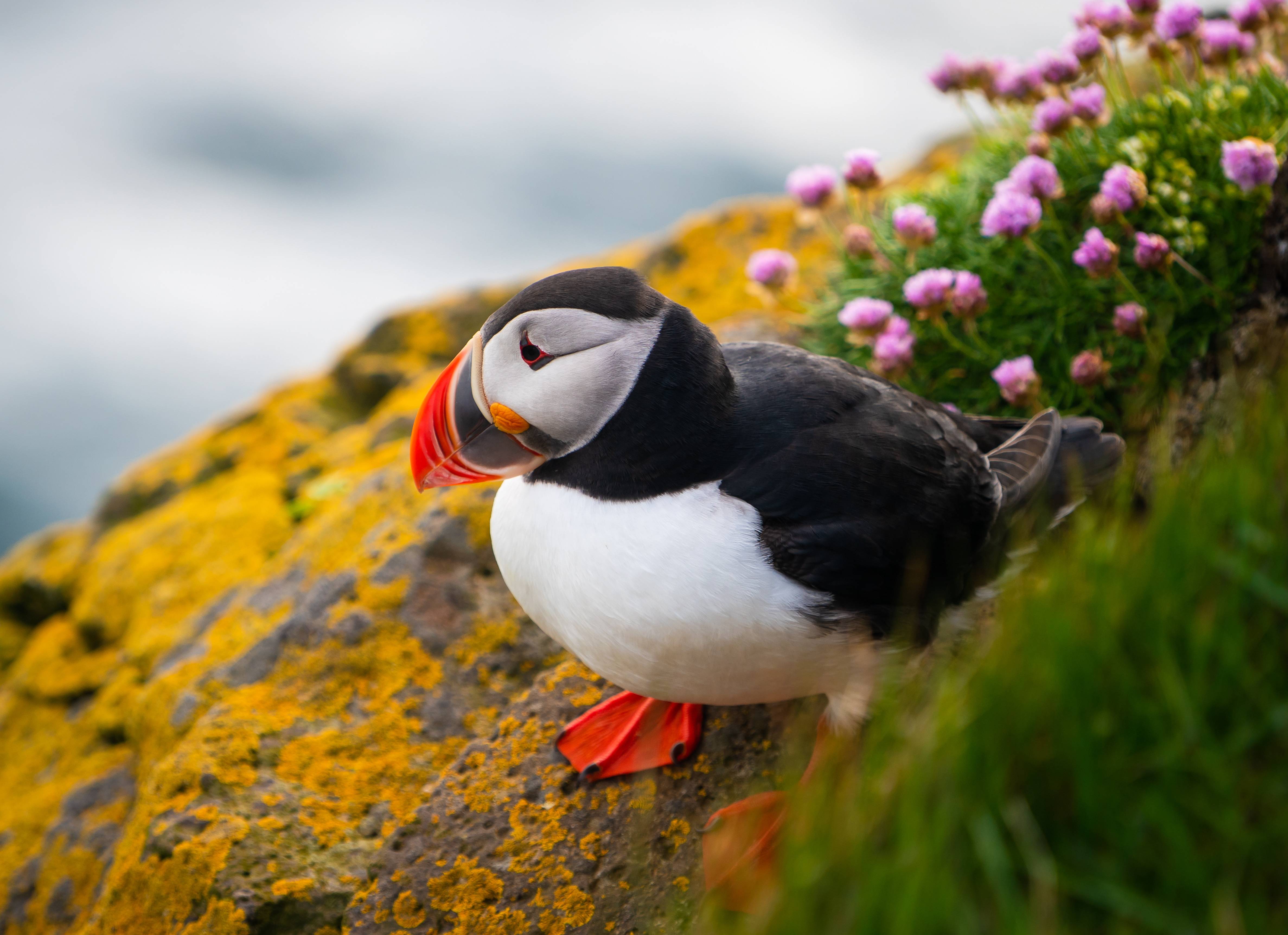 Papegaaiduiker in IJsland
