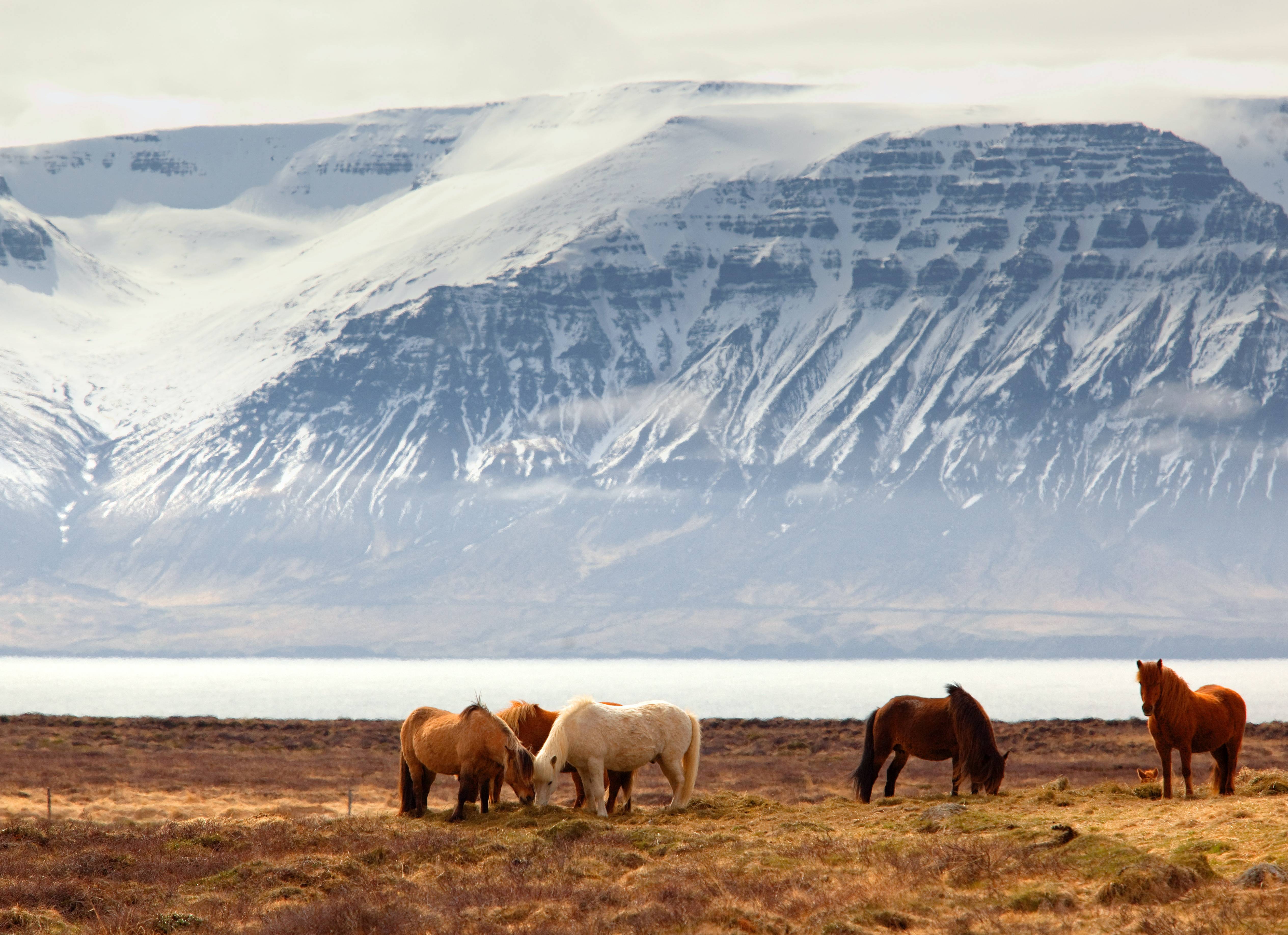 IJslandse paarden bij Skagafjörður in IJsland