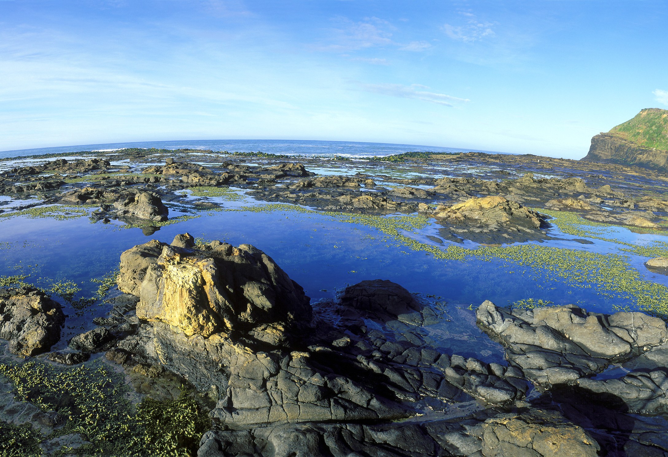 Versteende bos in The Catlins in Nieuw-Zeeland