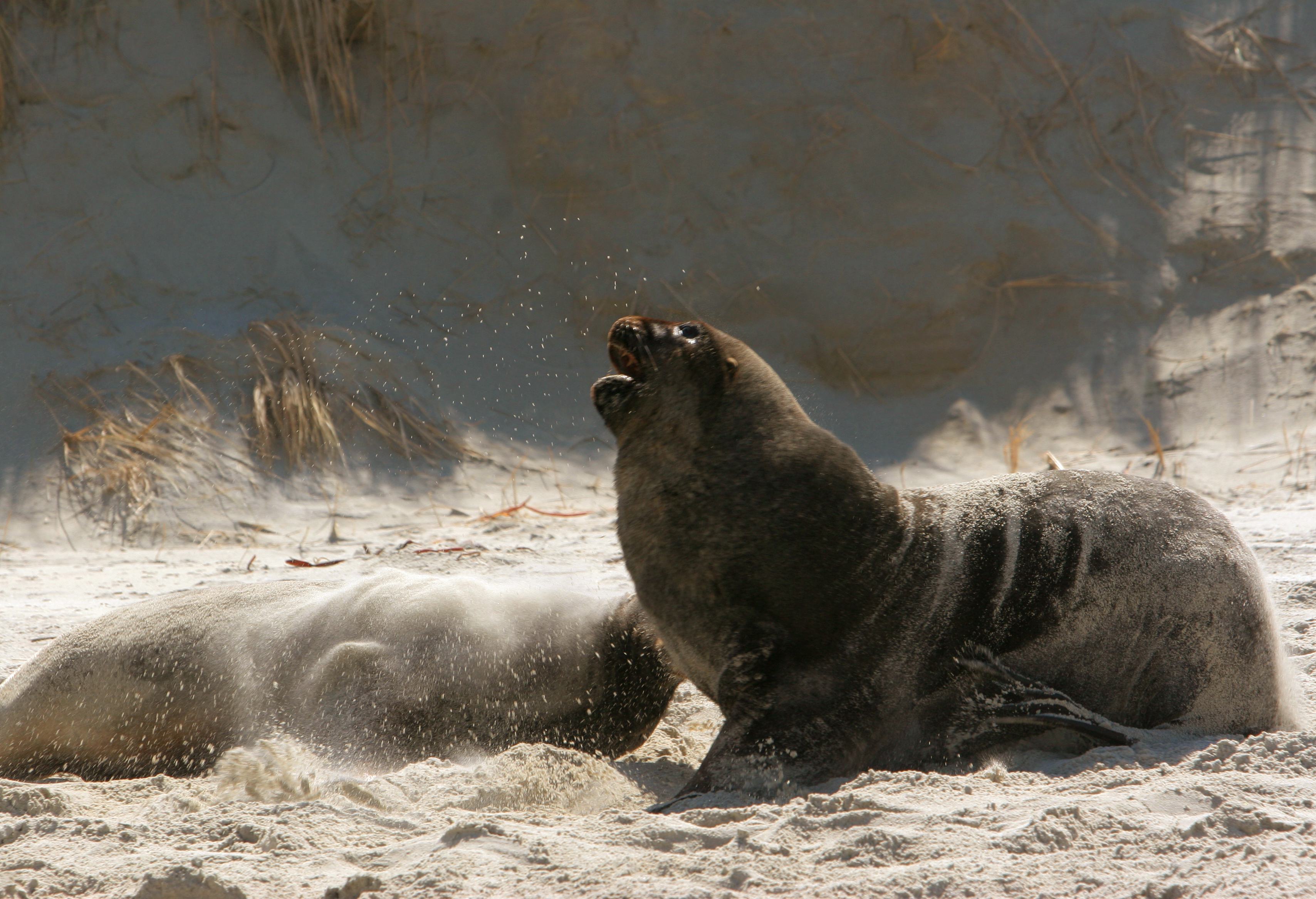 Zeeleeuwen in The Catlins in Nieuw-Zeeland