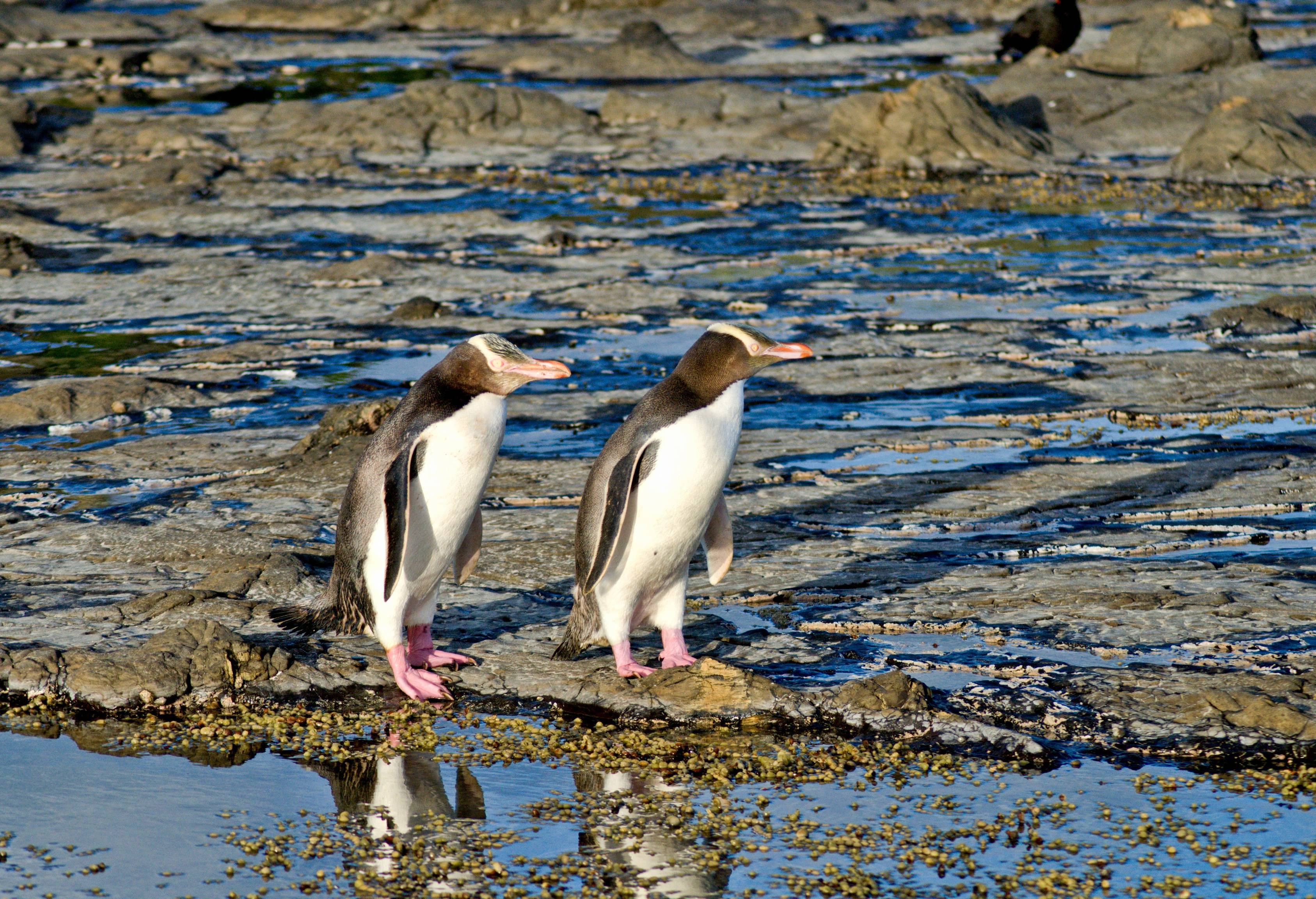 Yellow Eyed Pinguïn op het Otago schiereiland in Nieuw-Zeeland