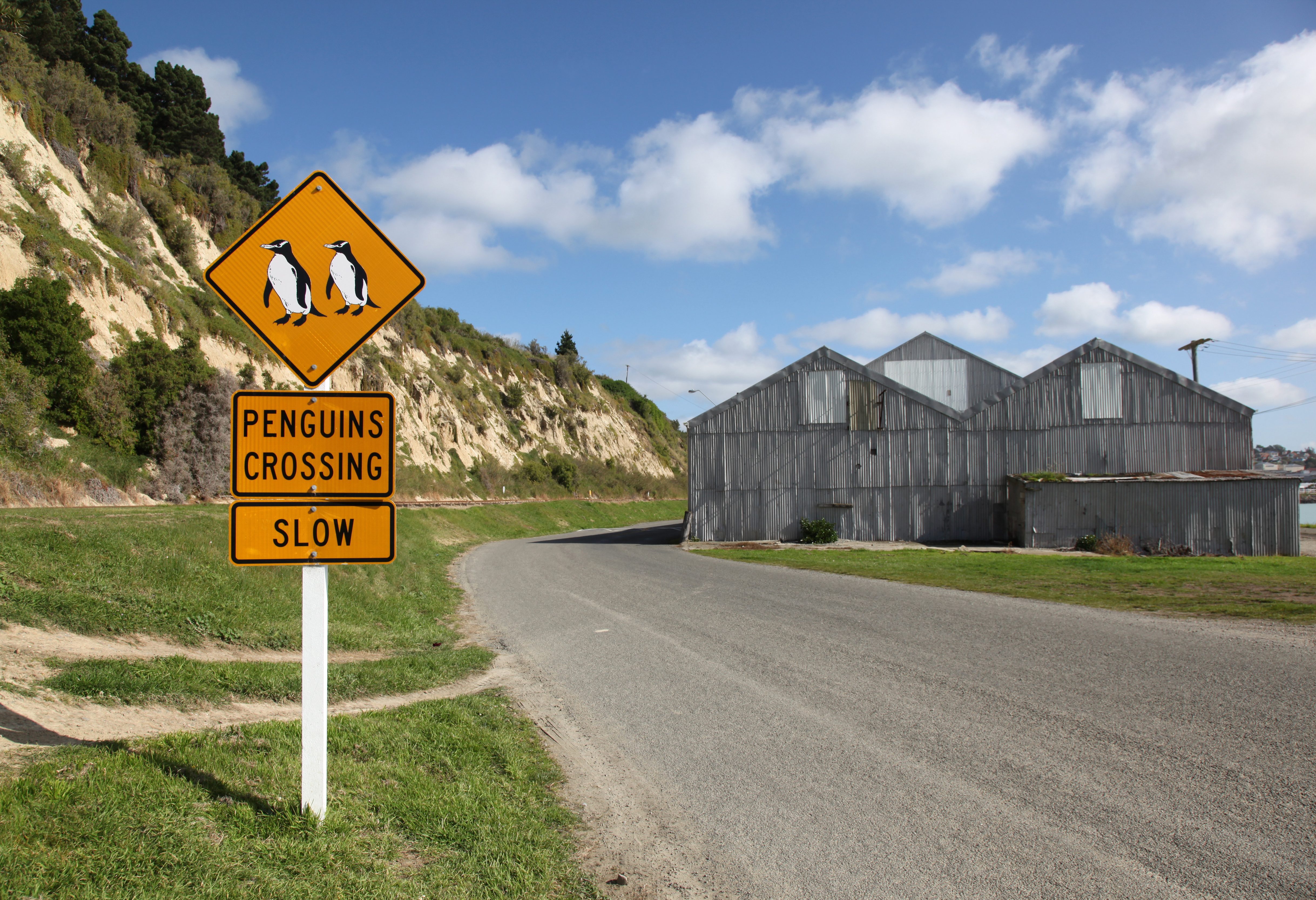 Bord overstekende pinguins net buiten Oamaru in Nieuw-Zeeland