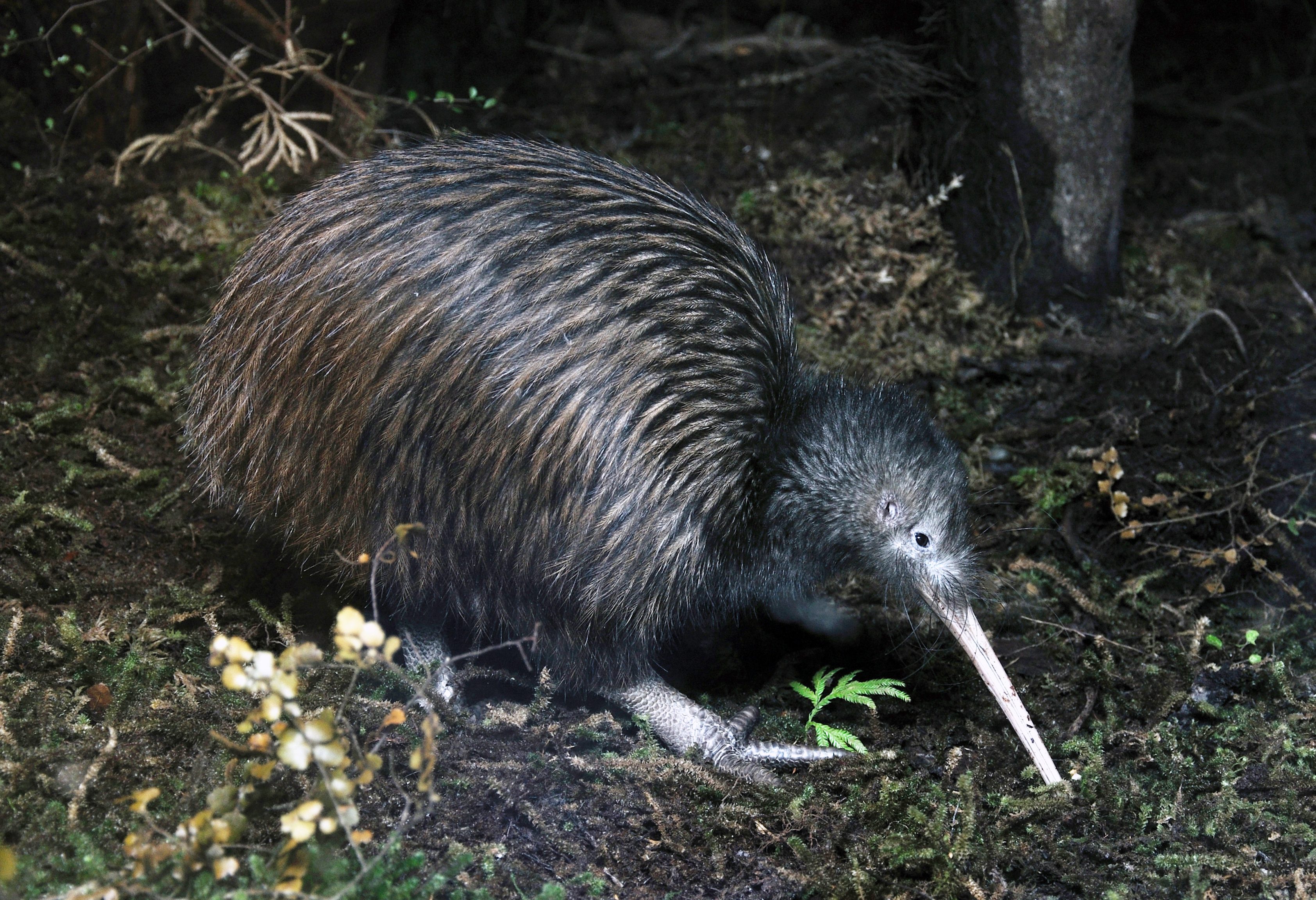 De kiwi vogel op Stewart Island in Nieuw-Zeeland