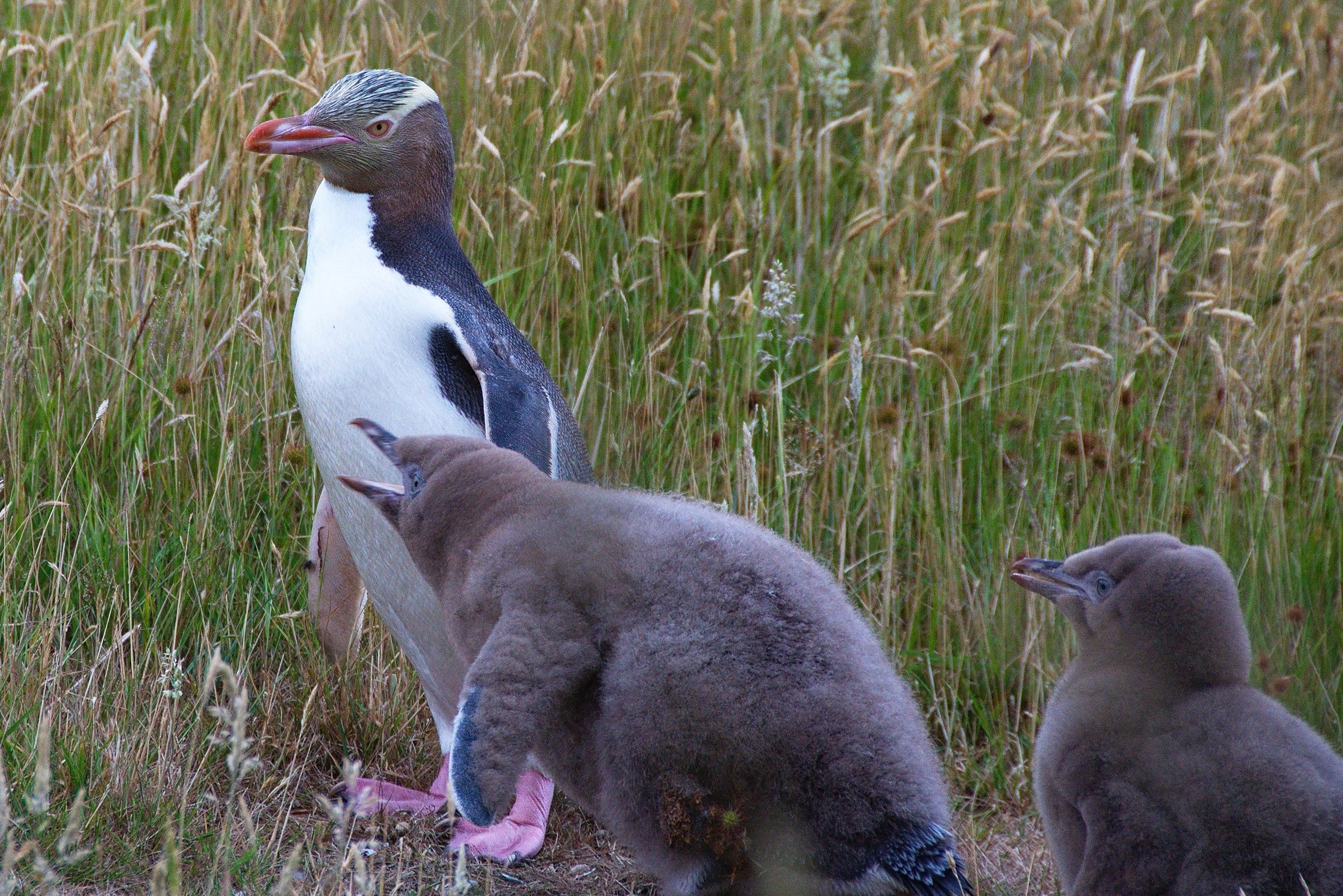 Geeloogpinguins op Stewart Island in Nieuw-Zeeland