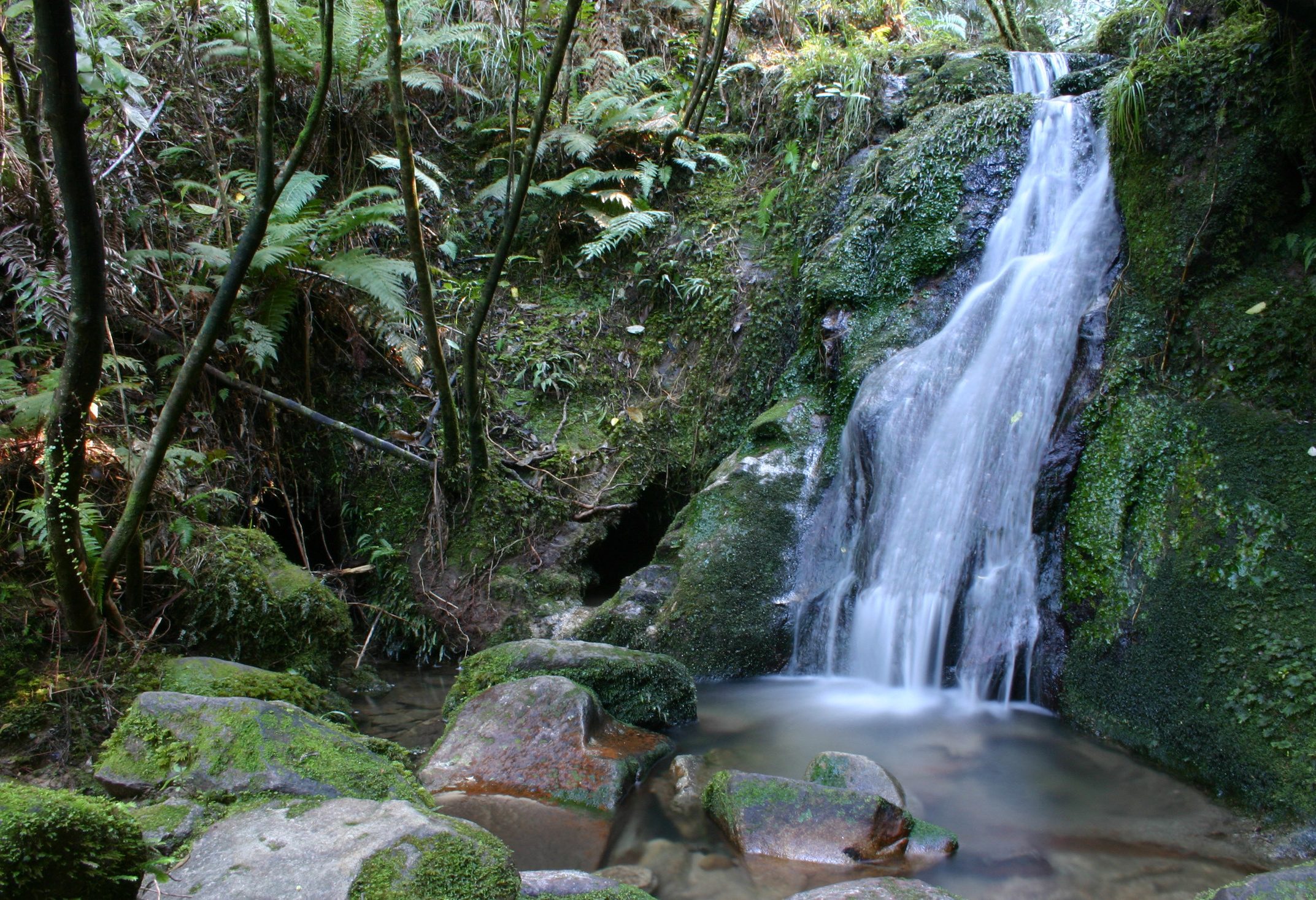 Regenwoud en waterval in het Abel Tasman National Park in Nieuw-Zeeland