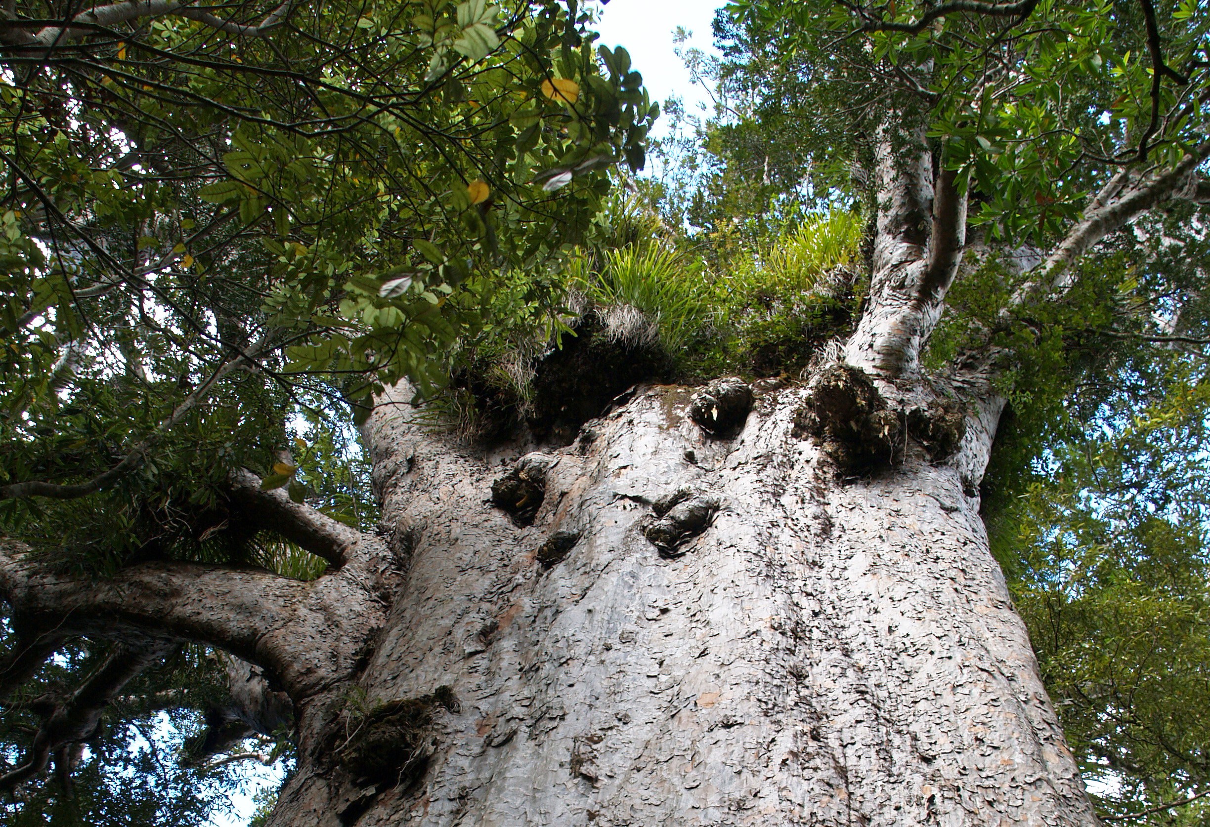 Kauri boom in Waipoua Forest in Nieuw-Zeeland