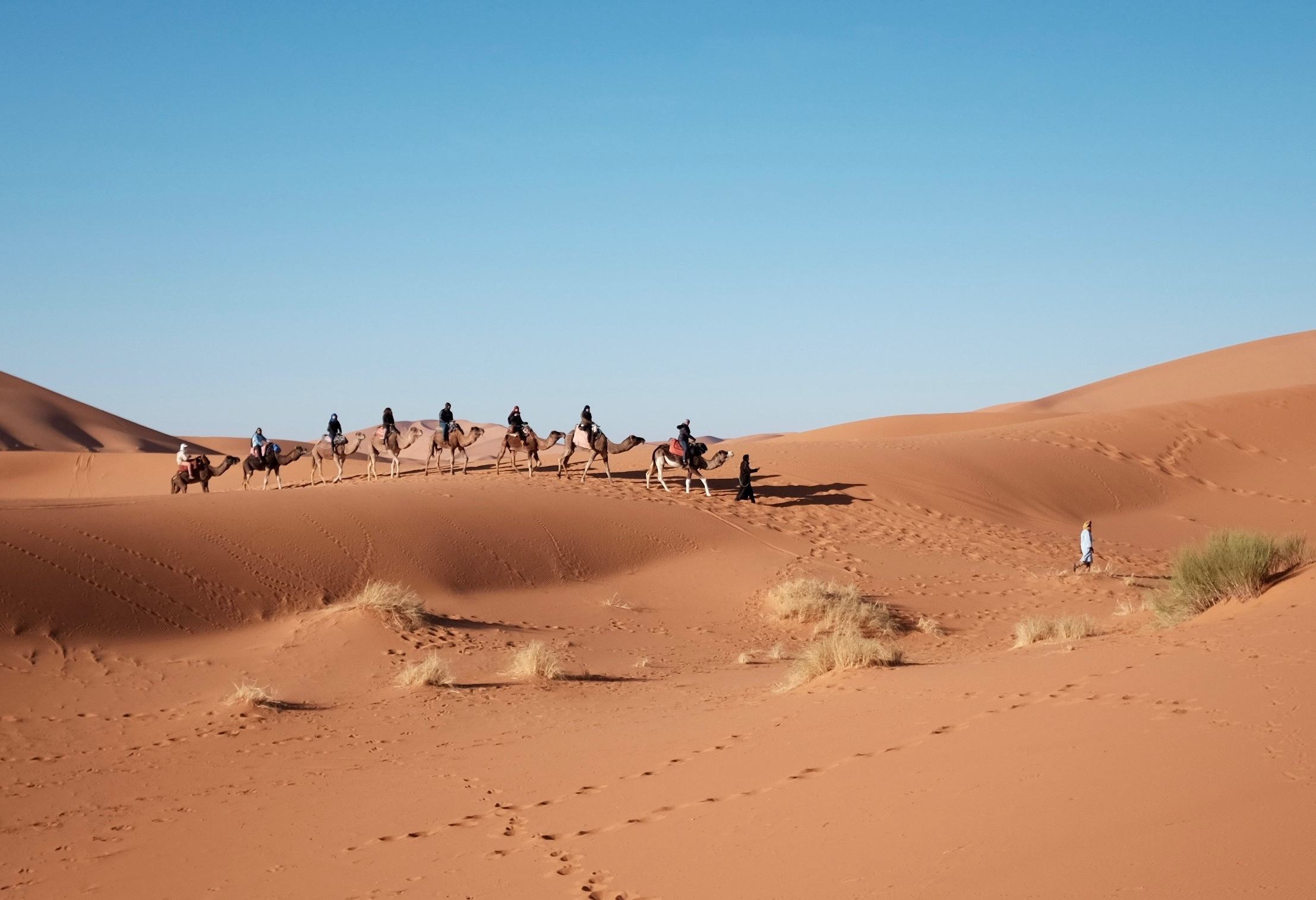 egypte-sahara-woestijn-excursie-kamelentocht